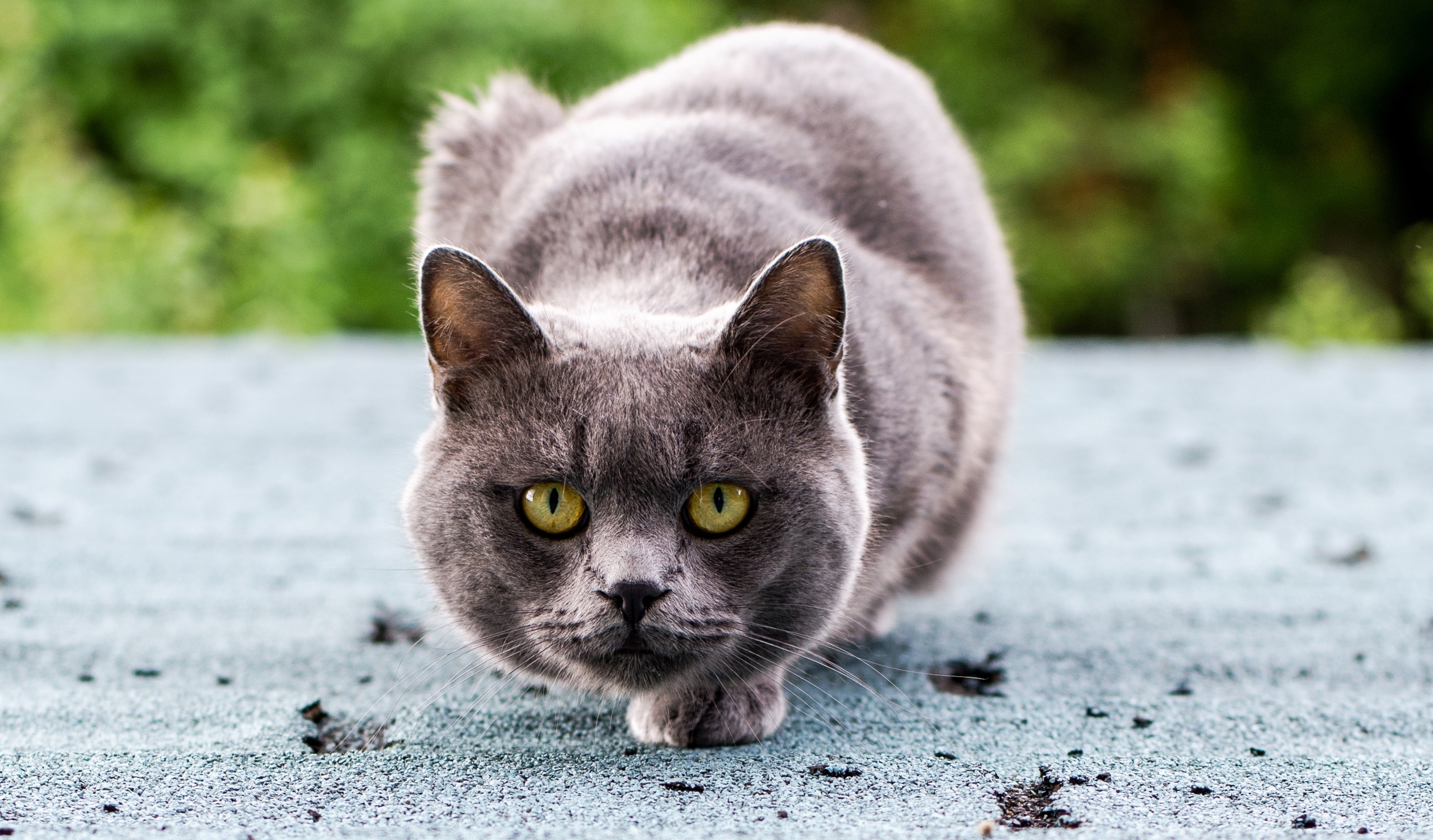 Baixe gratuitamente a imagem Animais, Gatos, Gato na área de trabalho do seu PC