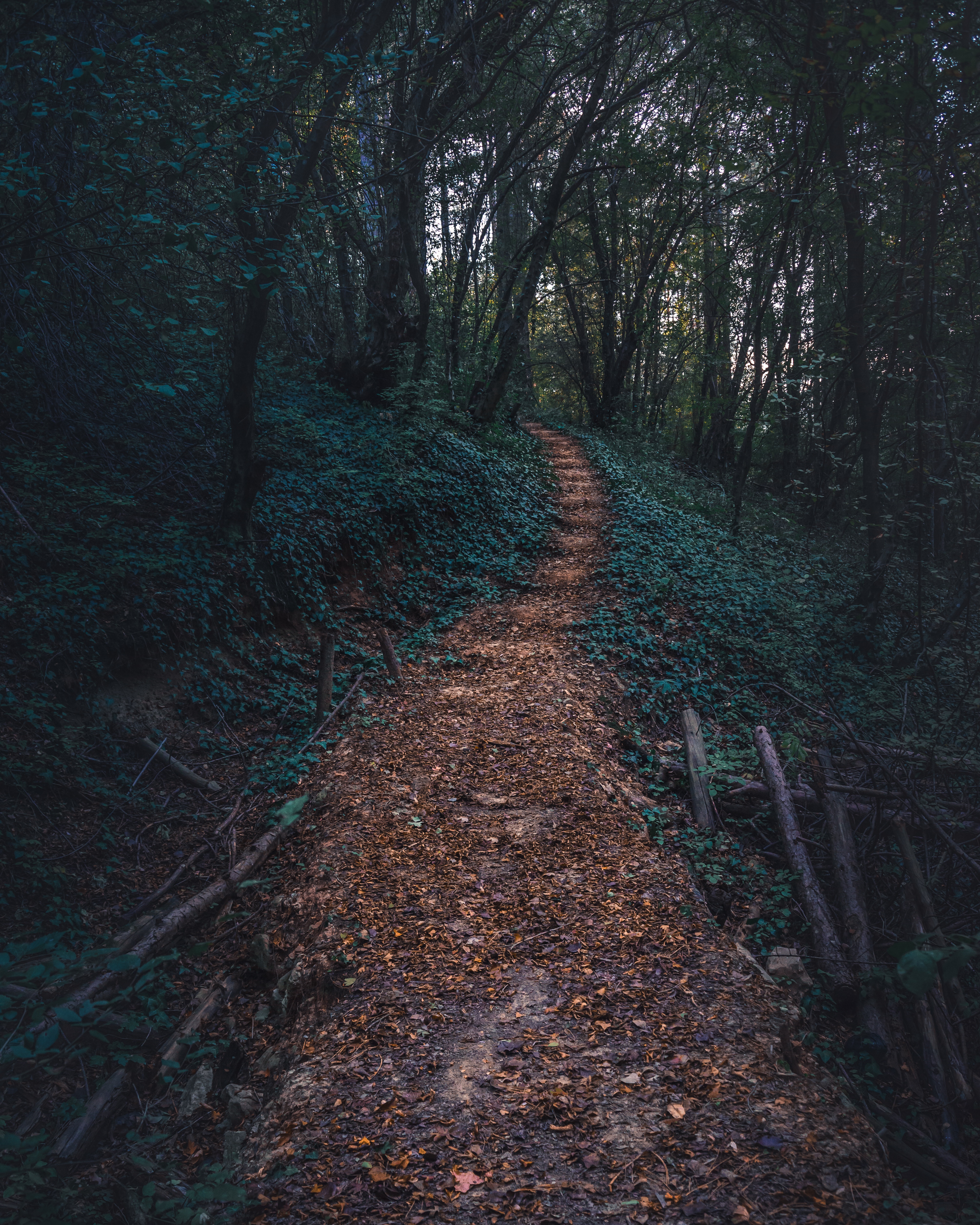 Download mobile wallpaper Trees, Path, Steps, Forest, Autumn, Nature for free.