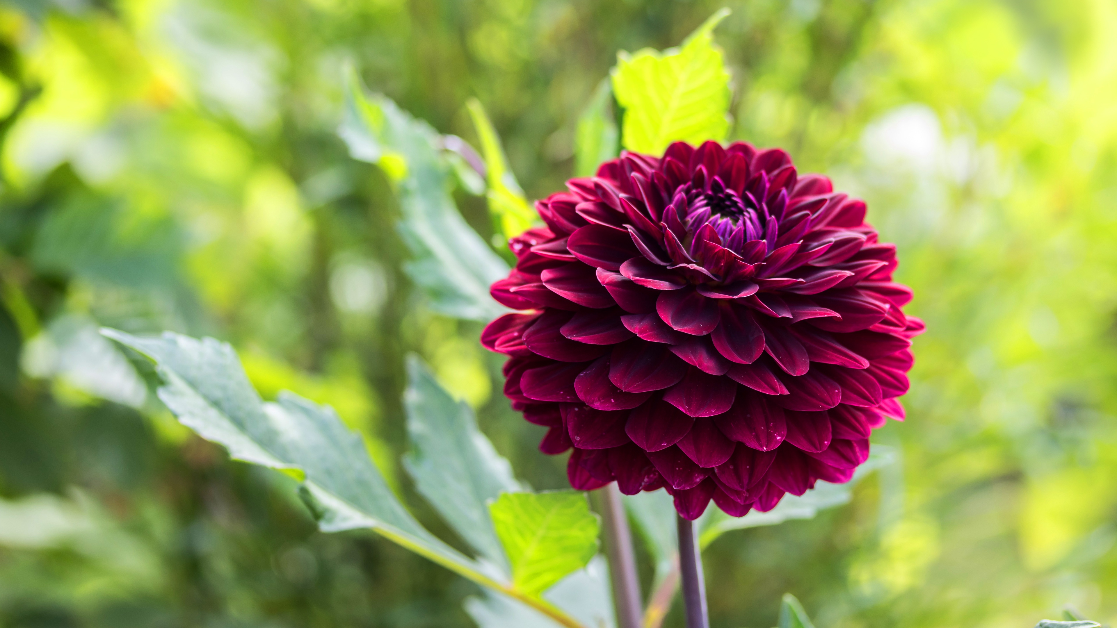 Free download wallpaper Flowers, Flower, Earth, Dahlia on your PC desktop