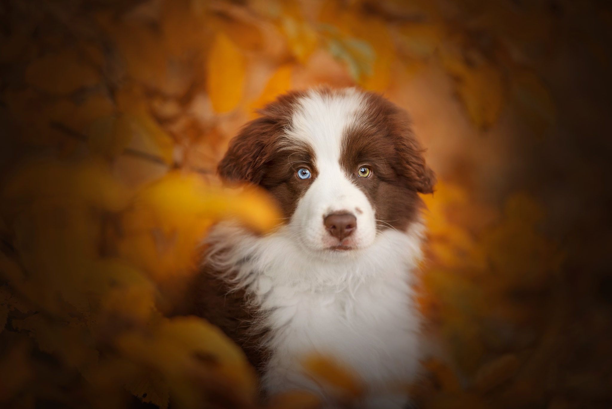 Download mobile wallpaper Dogs, Animal, Puppy, Border Collie, Baby Animal for free.