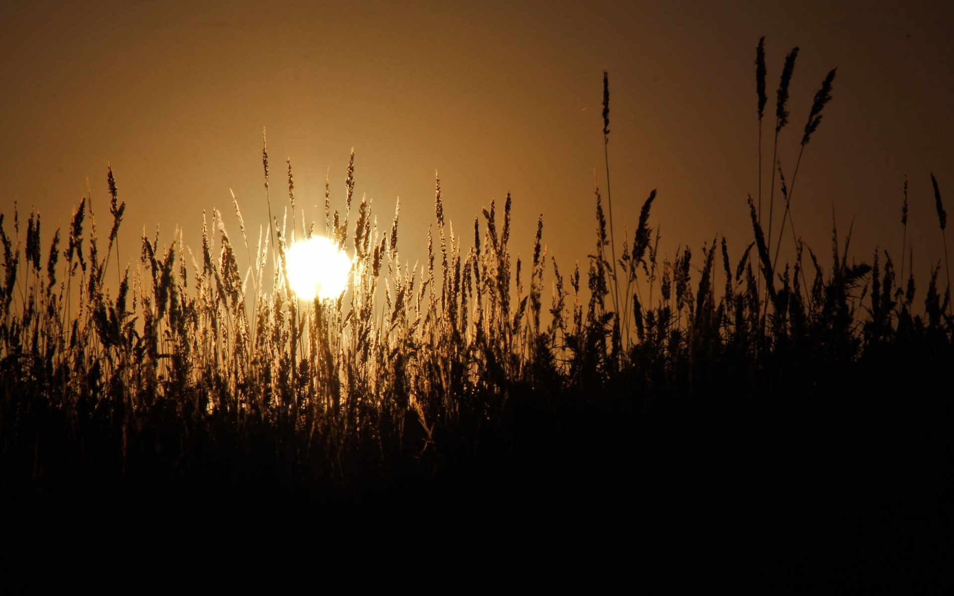 wheat, landscape, fields, sun, orange