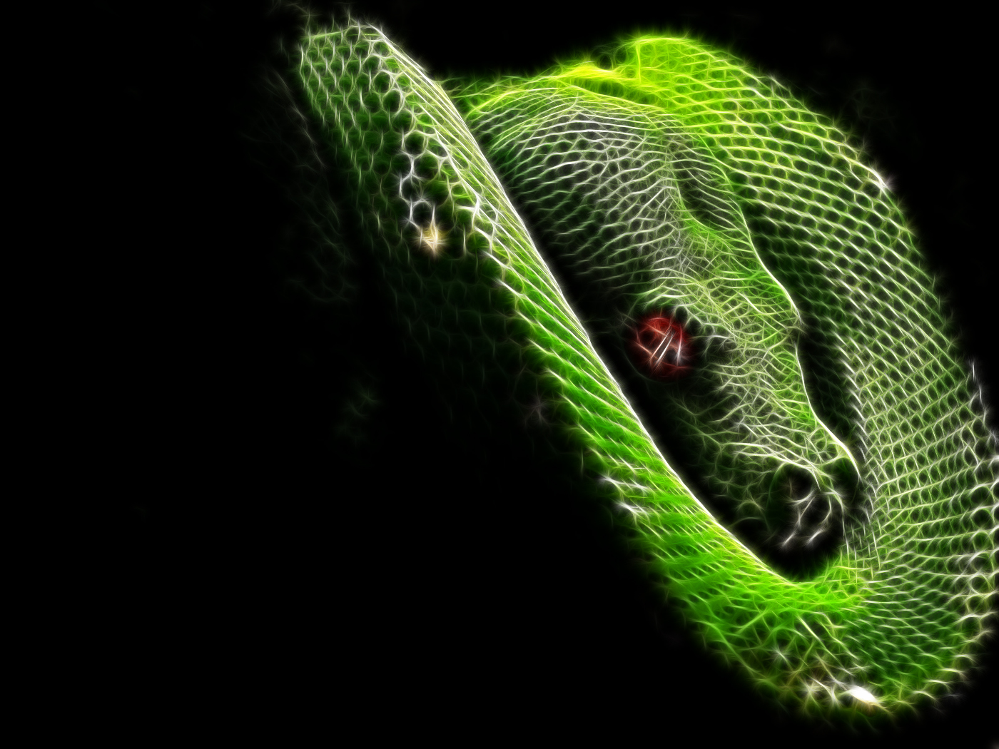 animal, python, snake, reptiles
