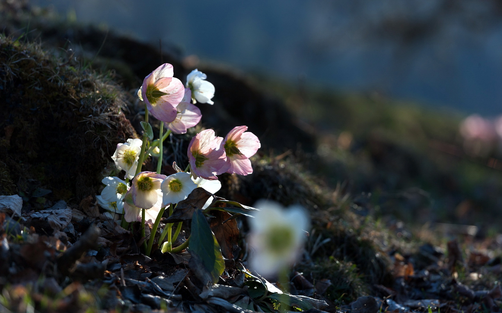 Flowers  4k Wallpaper