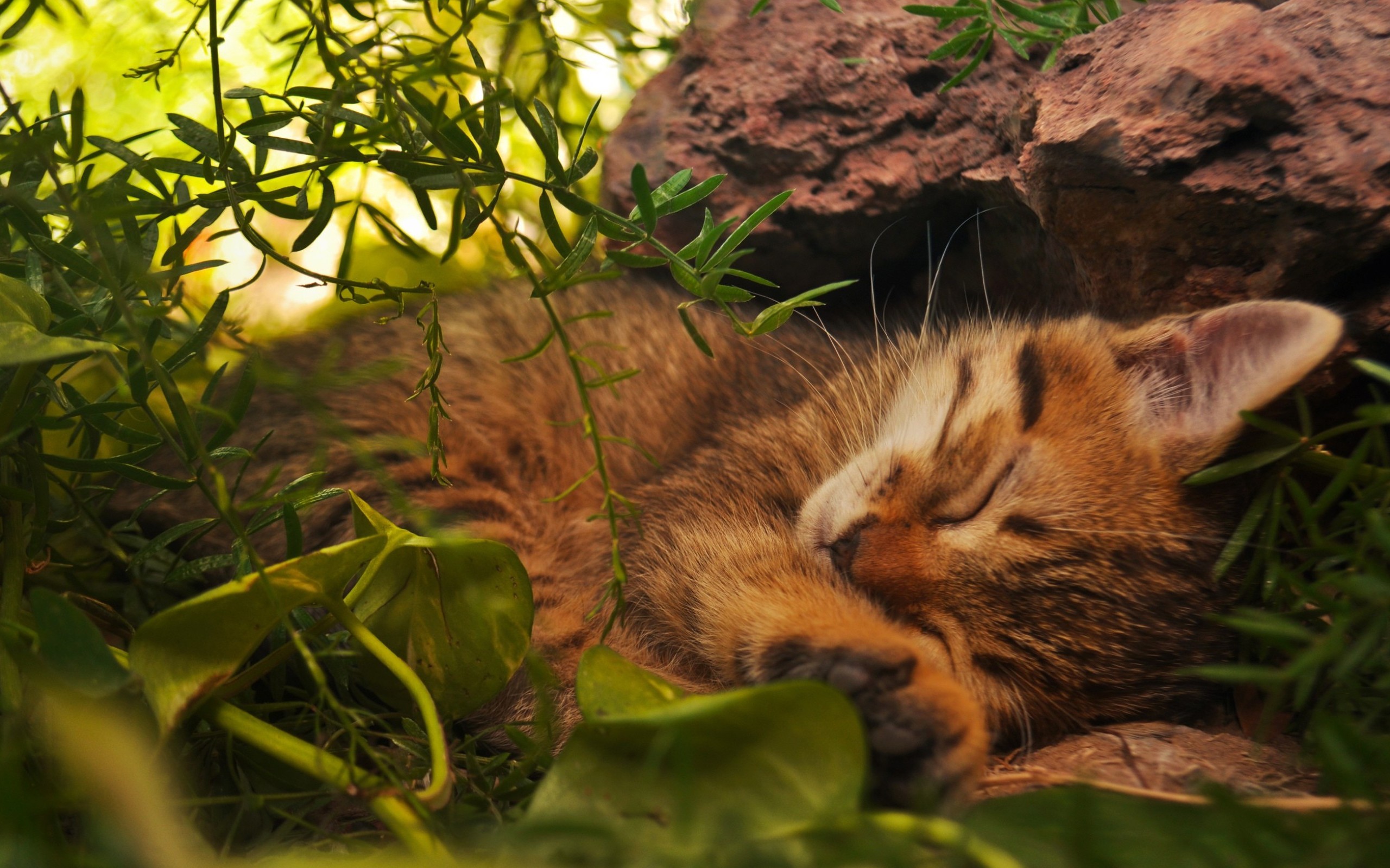 Téléchargez gratuitement l'image Animaux, Chats, Chat, Chaton sur le bureau de votre PC