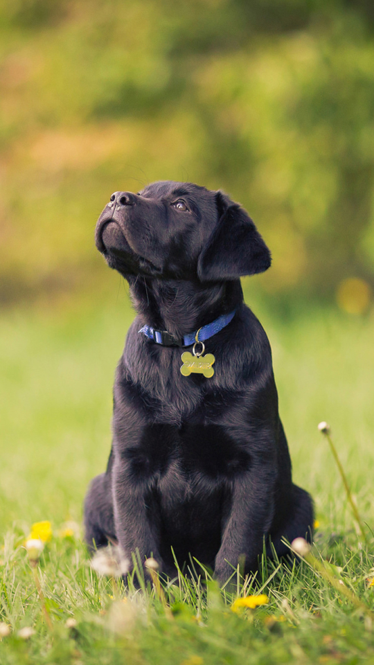 無料モバイル壁紙動物, 草, タンポポ, 花, 犬, 子犬, ラブラドール・レトリバー, 赤ちゃん動物をダウンロードします。