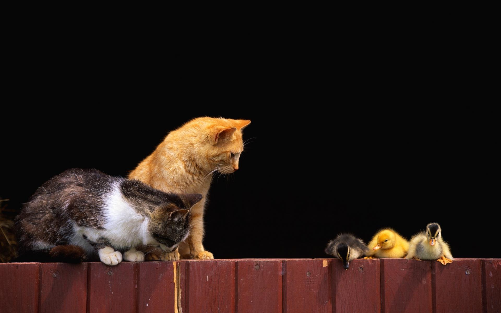 Baixe gratuitamente a imagem Animais, Fofo na área de trabalho do seu PC