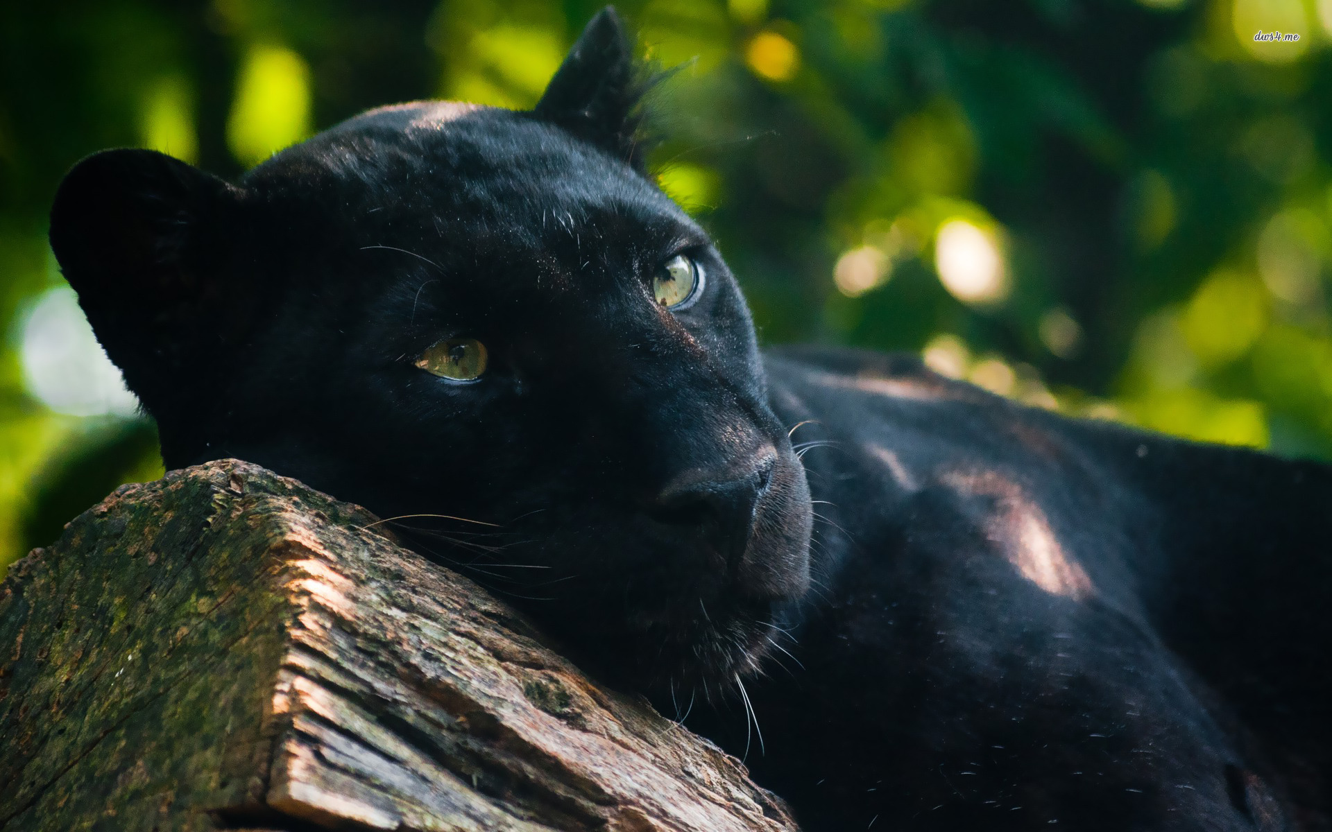 animal, black panther, panther, cats