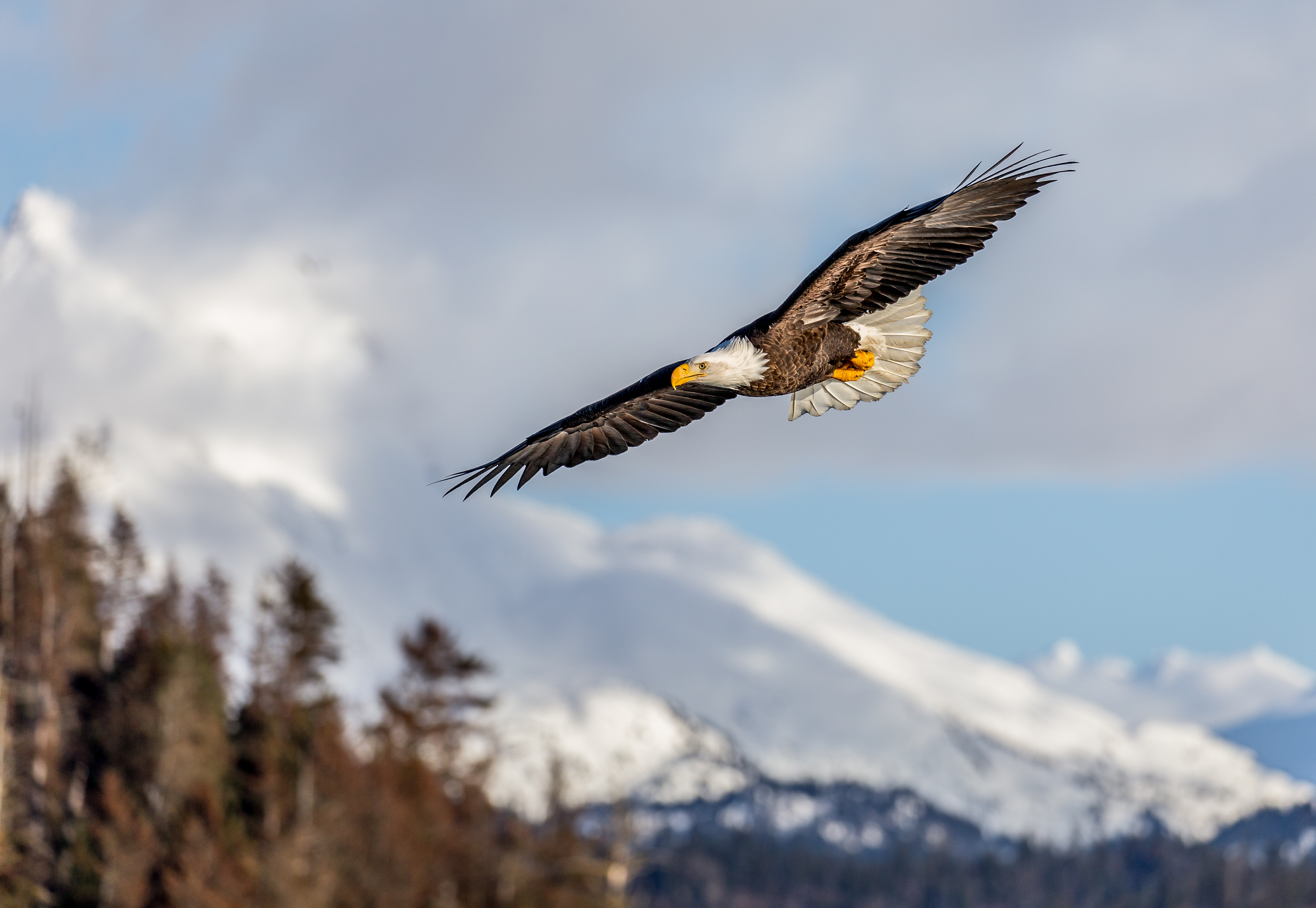 134388 скачать обои орел, аляскинский орел, животные, птица, полет, крылья - заставки и картинки бесплатно