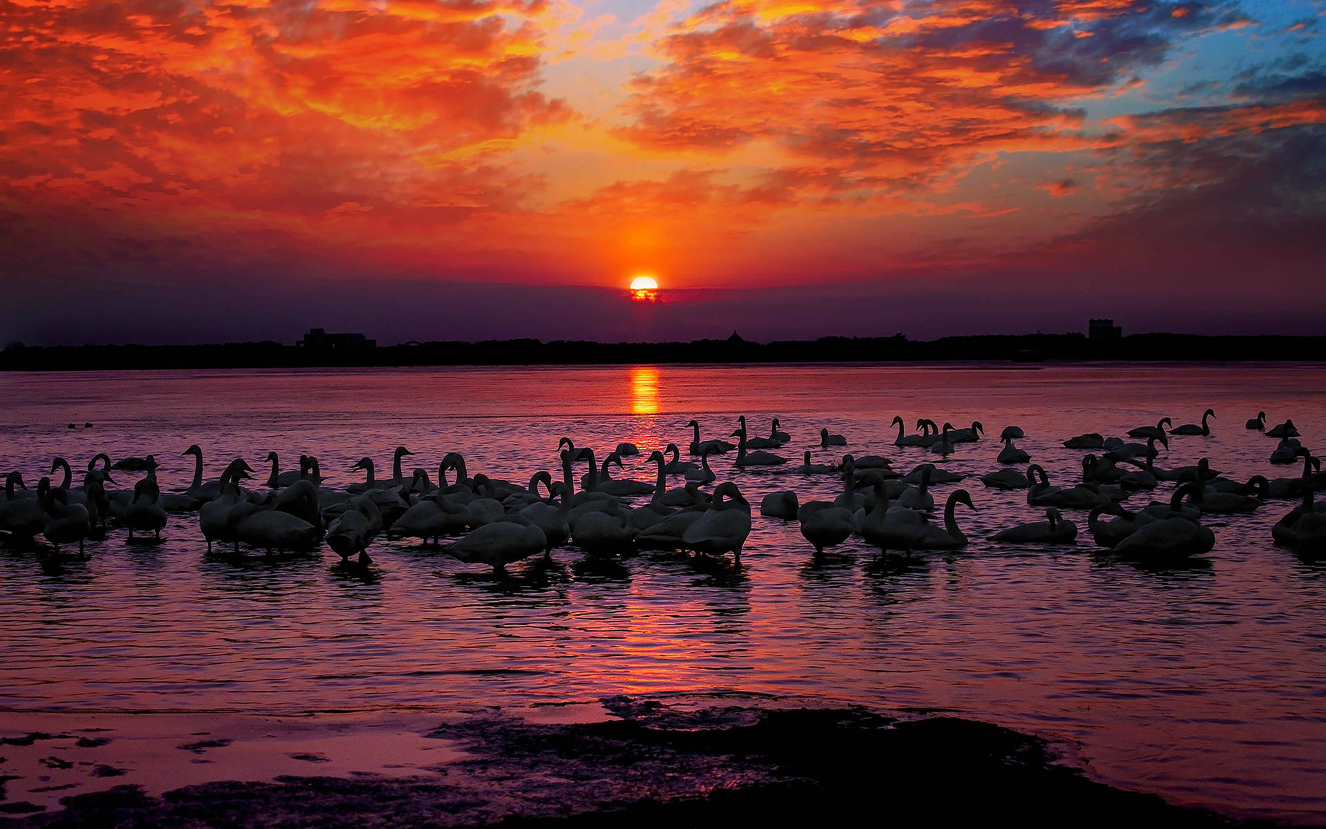 Download mobile wallpaper Birds, Sunset, Lake, Bird, Animal, Swan for free.