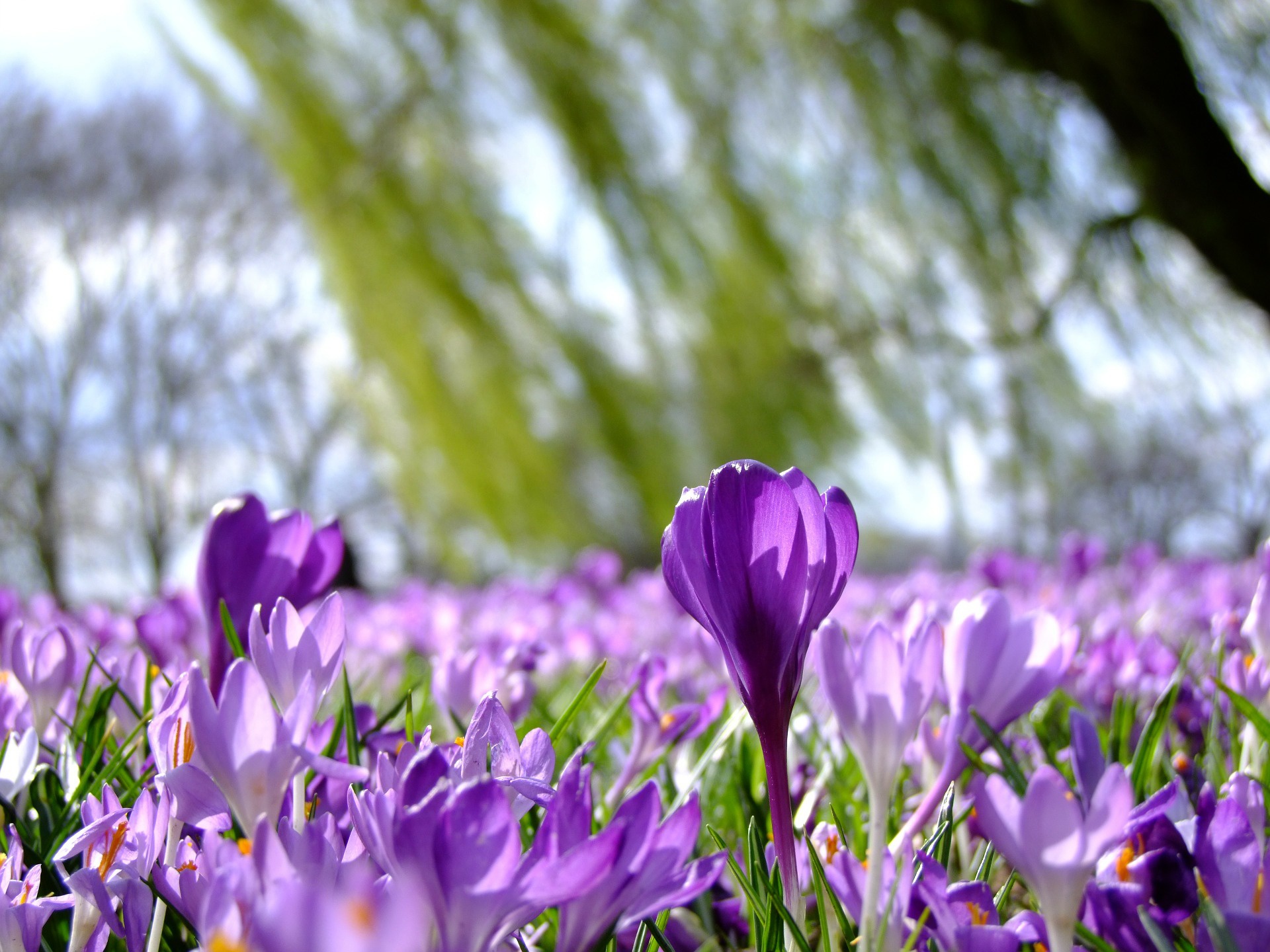 Скачати мобільні шпалери Природа, Квітка, Земля, Весна, Крокус, Фіолетова Квітка, Флауерзи безкоштовно.