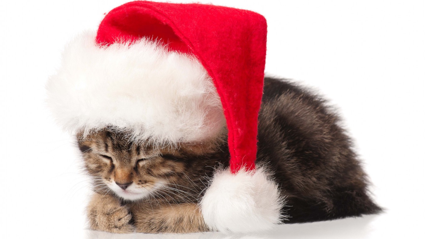 Laden Sie das Tiere, Weihnachten, Katze, Kätzchen, Weihnachtsmütze-Bild kostenlos auf Ihren PC-Desktop herunter