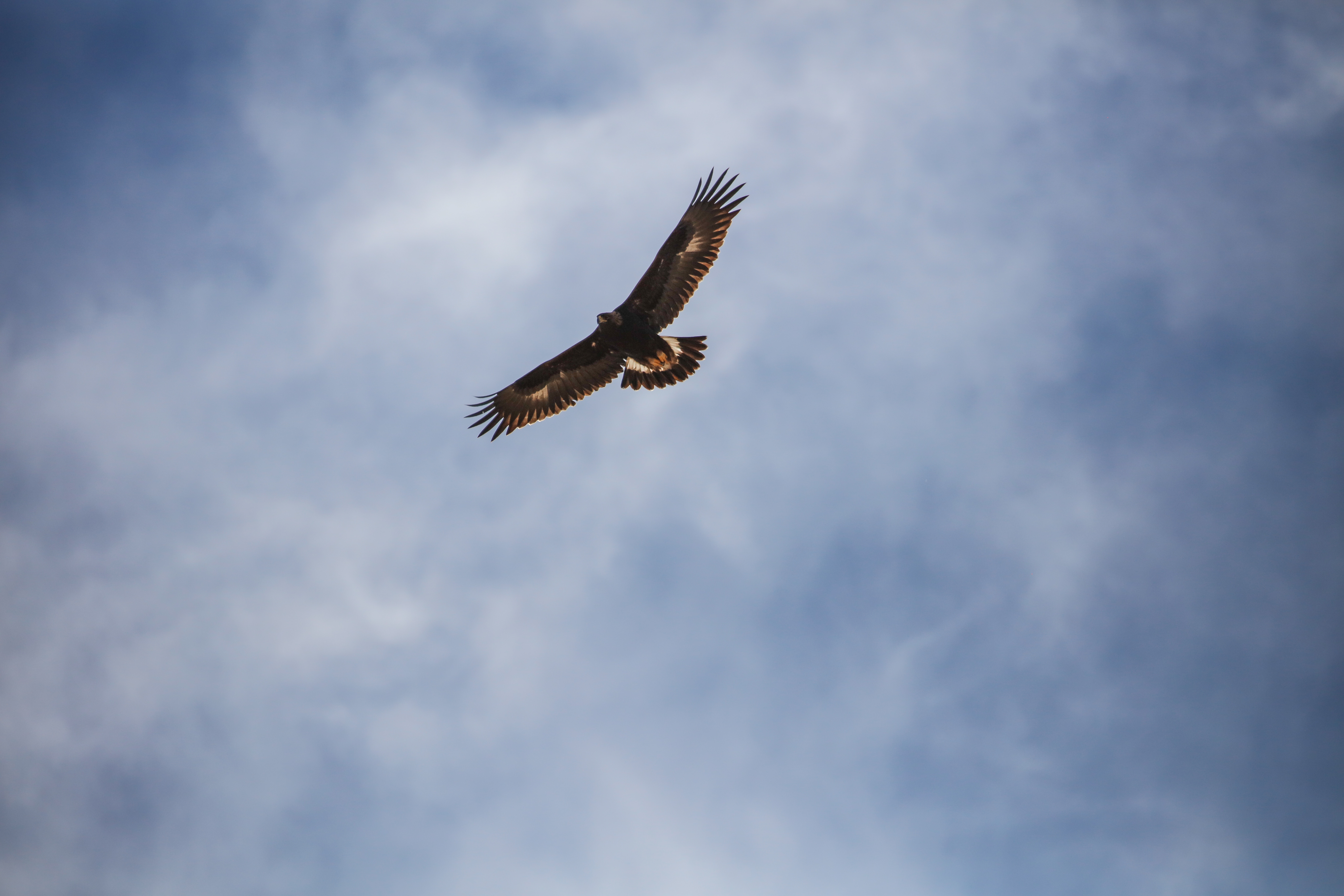64781 скачать обои орел, полет, животные, небо, птица, крылья - заставки и картинки бесплатно