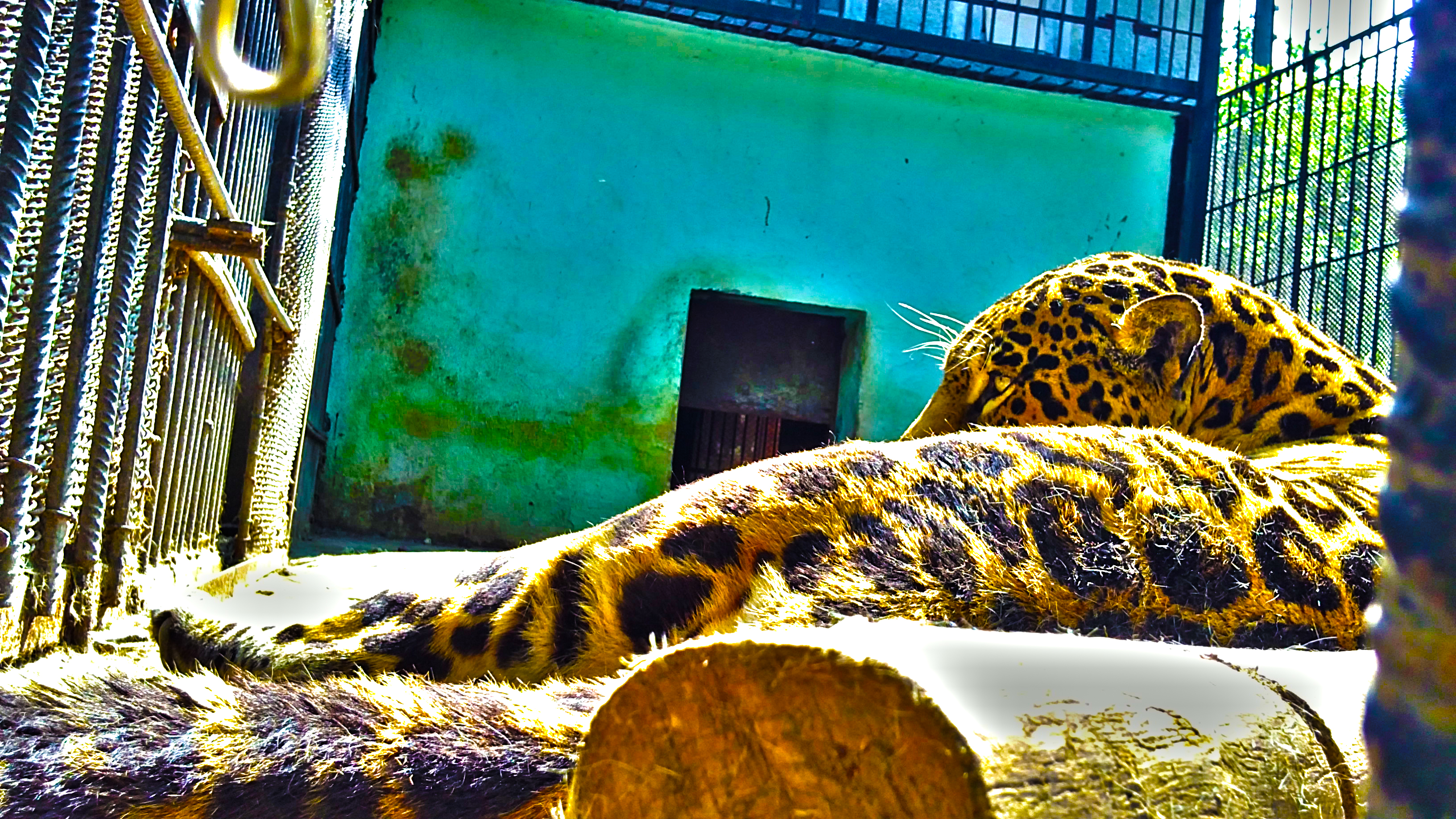 209095 Hintergrundbild herunterladen tiere, leopard, hdr, inspirierend, fotografie, katzen - Bildschirmschoner und Bilder kostenlos