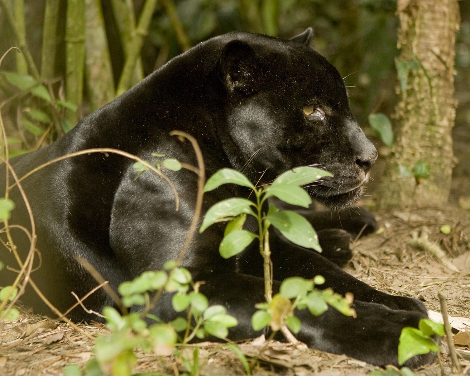 Laden Sie das Tiere, Katzen, Schwarzer Panther-Bild kostenlos auf Ihren PC-Desktop herunter