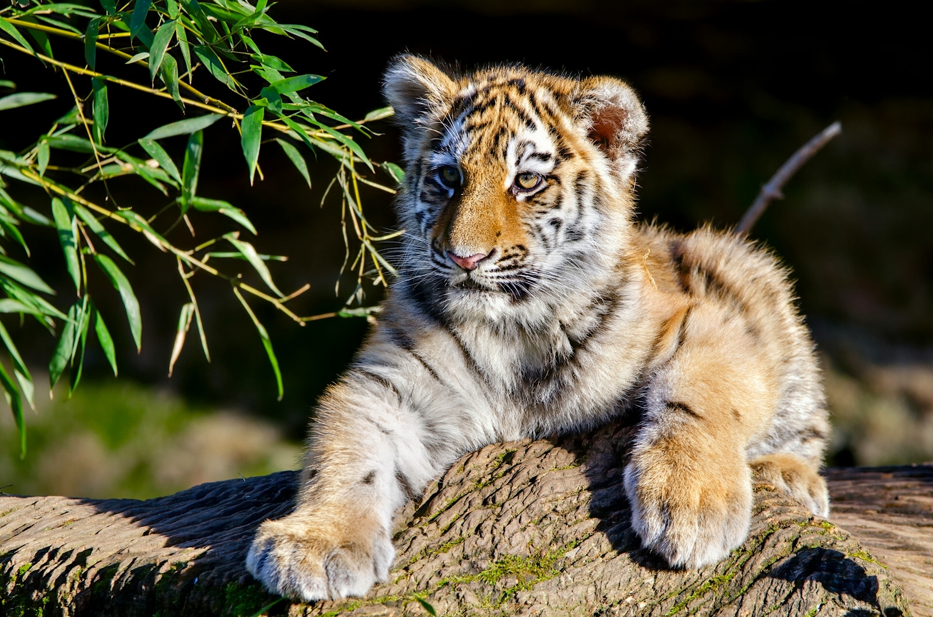 491037 Bild herunterladen tiere, tiger, amur tiger, tierbaby, jungtier, katzen - Hintergrundbilder und Bildschirmschoner kostenlos