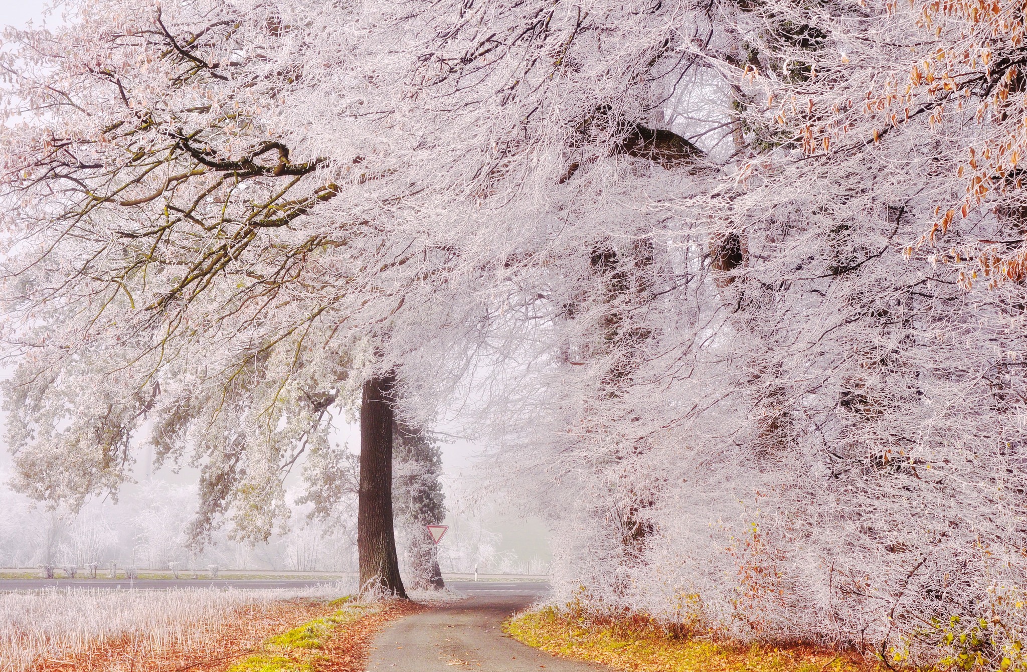 Laden Sie das Winter, Blatt, Fotografie-Bild kostenlos auf Ihren PC-Desktop herunter