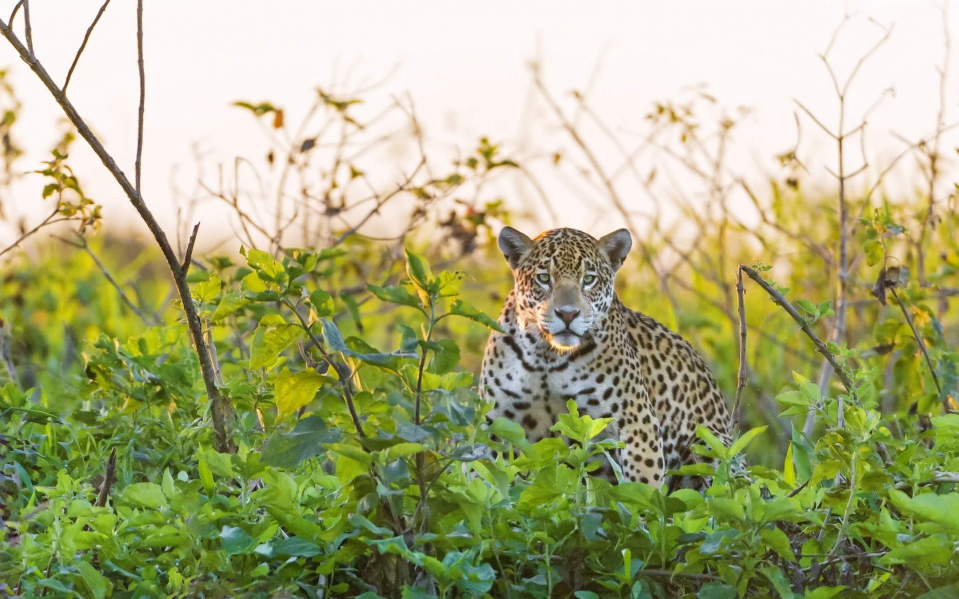 Handy-Wallpaper Jaguar, Katzen, Tiere kostenlos herunterladen.