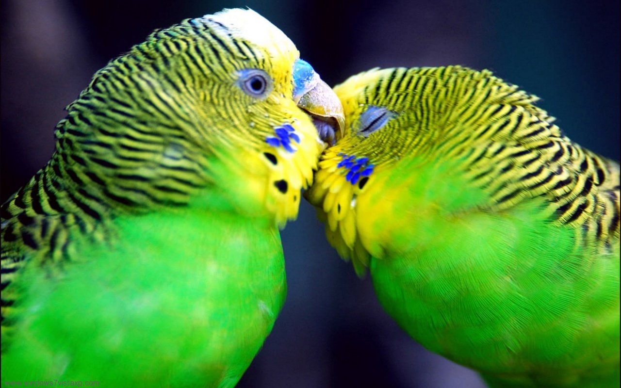 animal, budgerigar, kiss, love, parrot