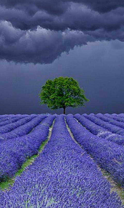 Baixar papel de parede para celular de Flores, Lavanda, Terra/natureza gratuito.