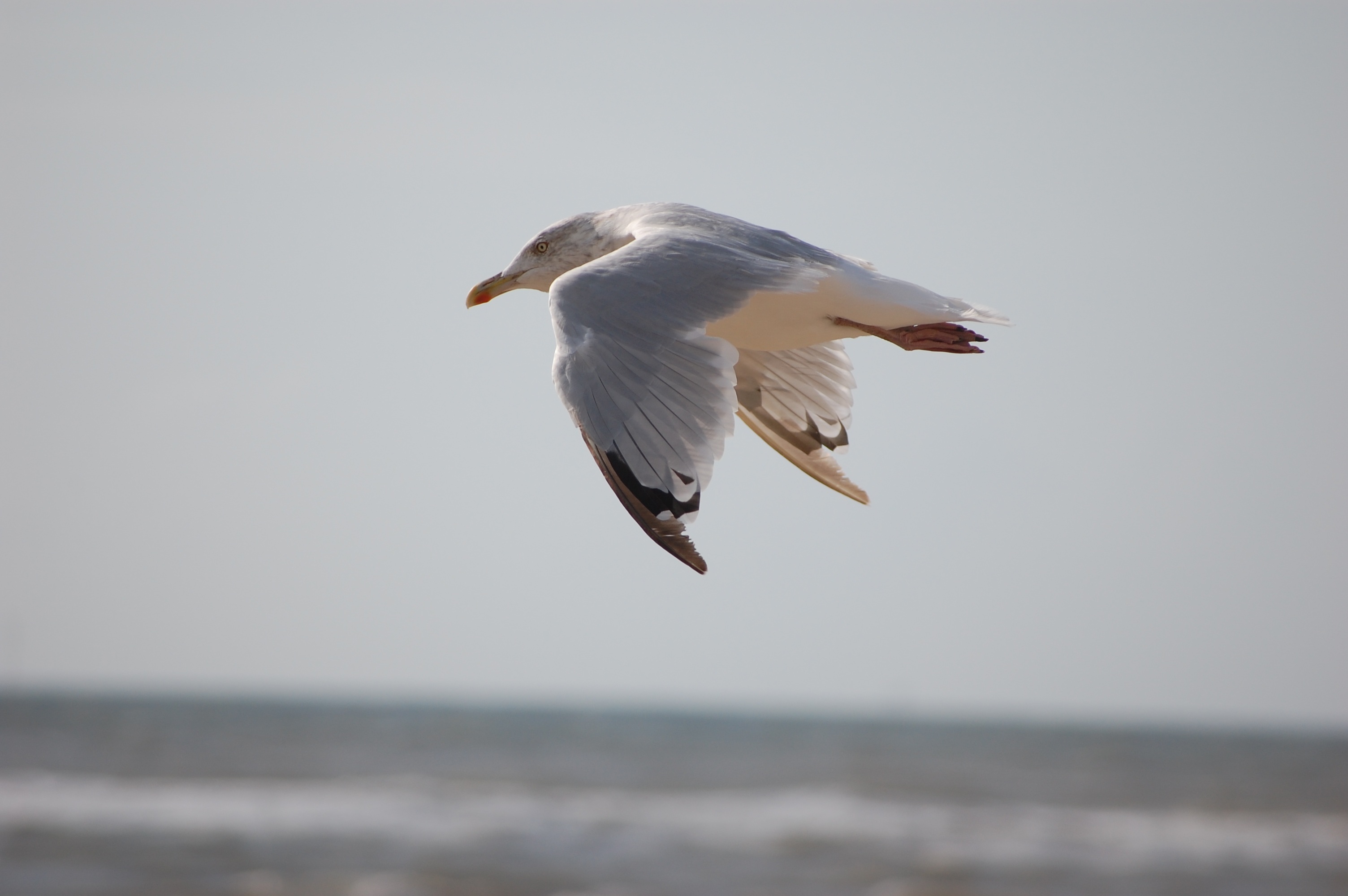 Download mobile wallpaper Birds, Horizon, Bird, Animal, Seagull, Depth Of Field for free.