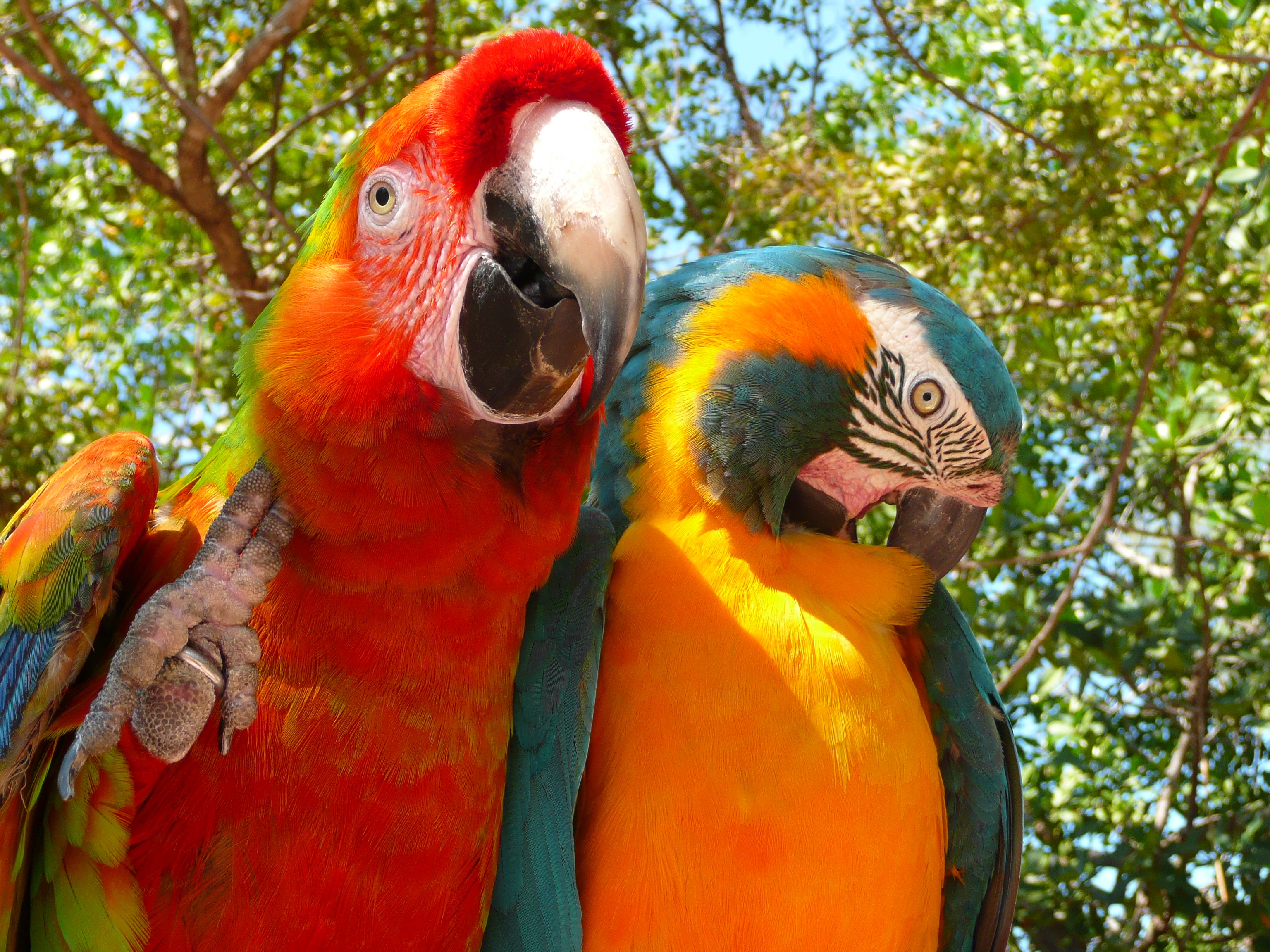 262530 скачать обои животные, ара, птицы, сине жёлтый ара, каталина ара, попугай - заставки и картинки бесплатно
