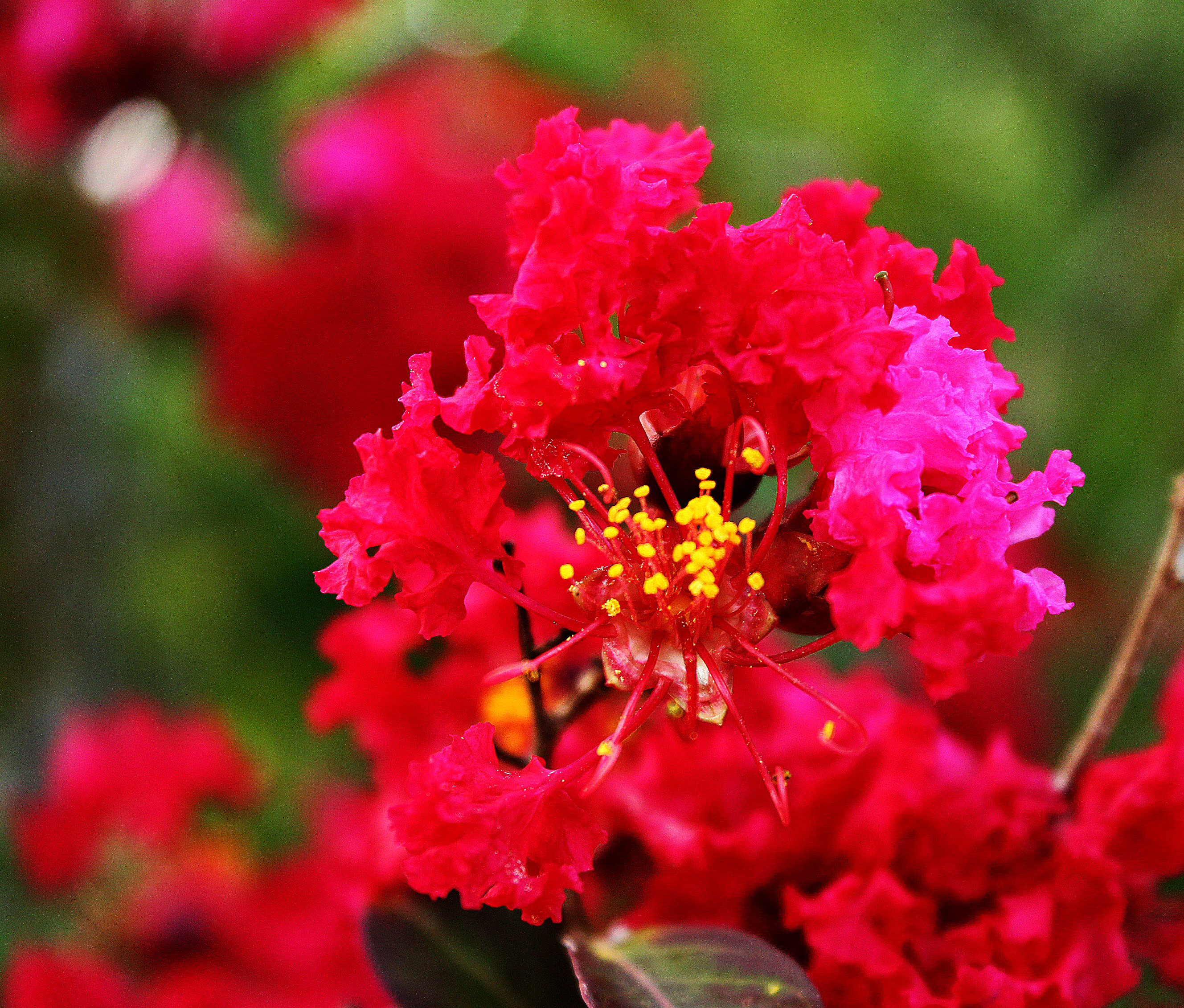 Descarga gratuita de fondo de pantalla para móvil de Flores, Flor, Tierra/naturaleza.