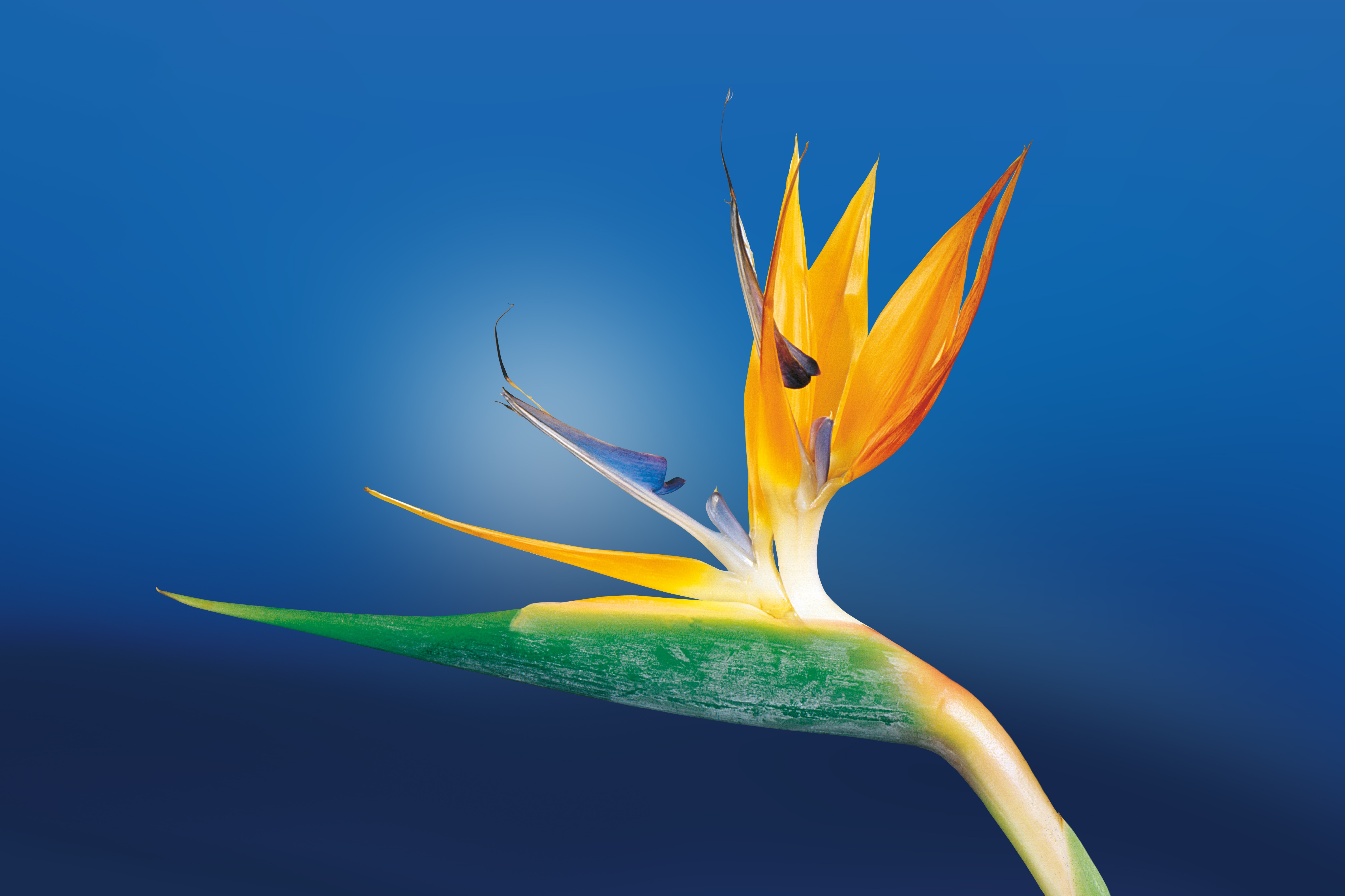 Laden Sie das Knospe, Bud, Blumen, Blume, Nahaufnahme-Bild kostenlos auf Ihren PC-Desktop herunter