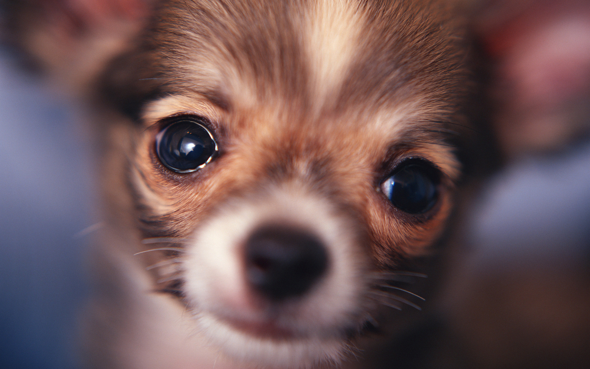 Téléchargez gratuitement l'image Animaux, Chiens, Chien sur le bureau de votre PC