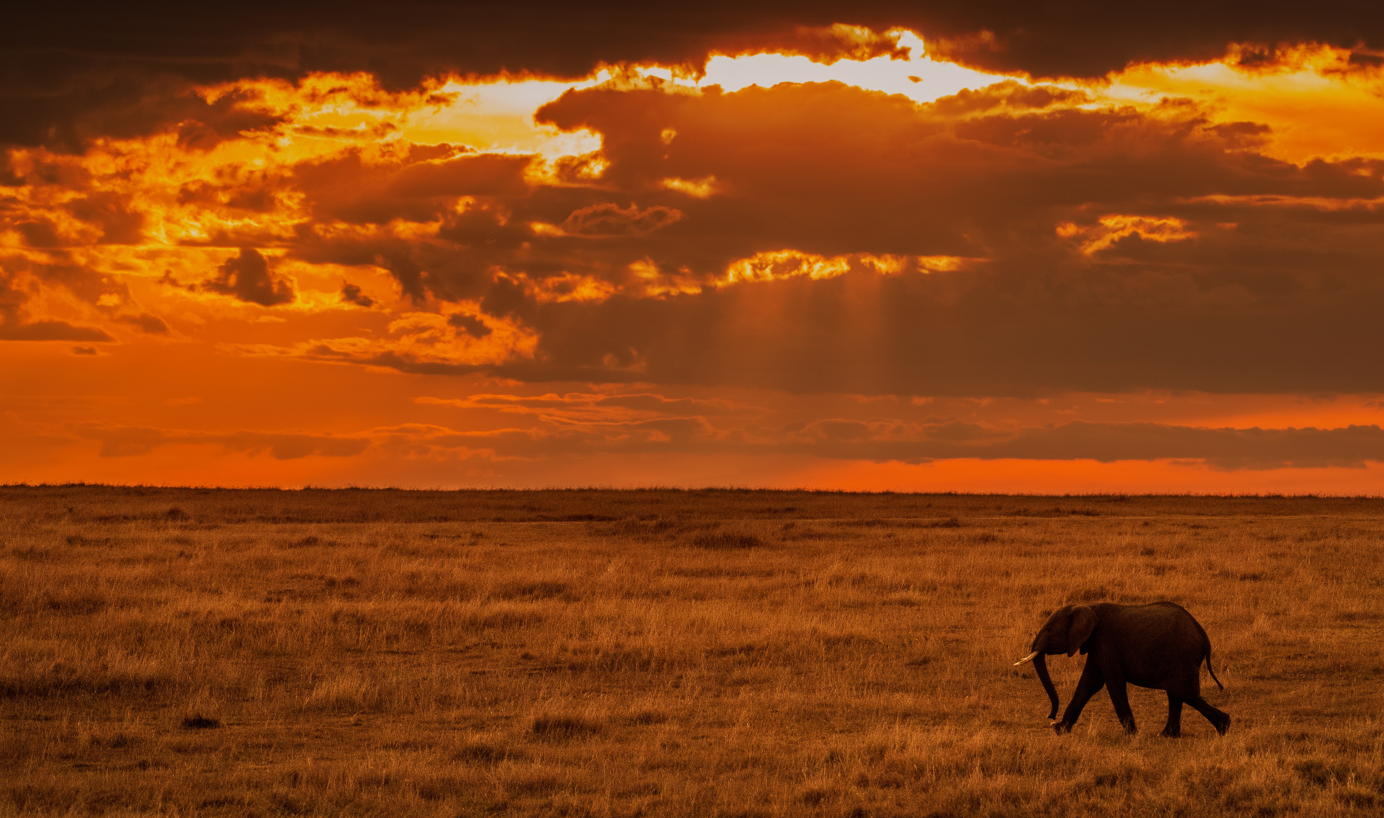 savanna, africa, animals, nature, sunset, elephant Free Stock Photo