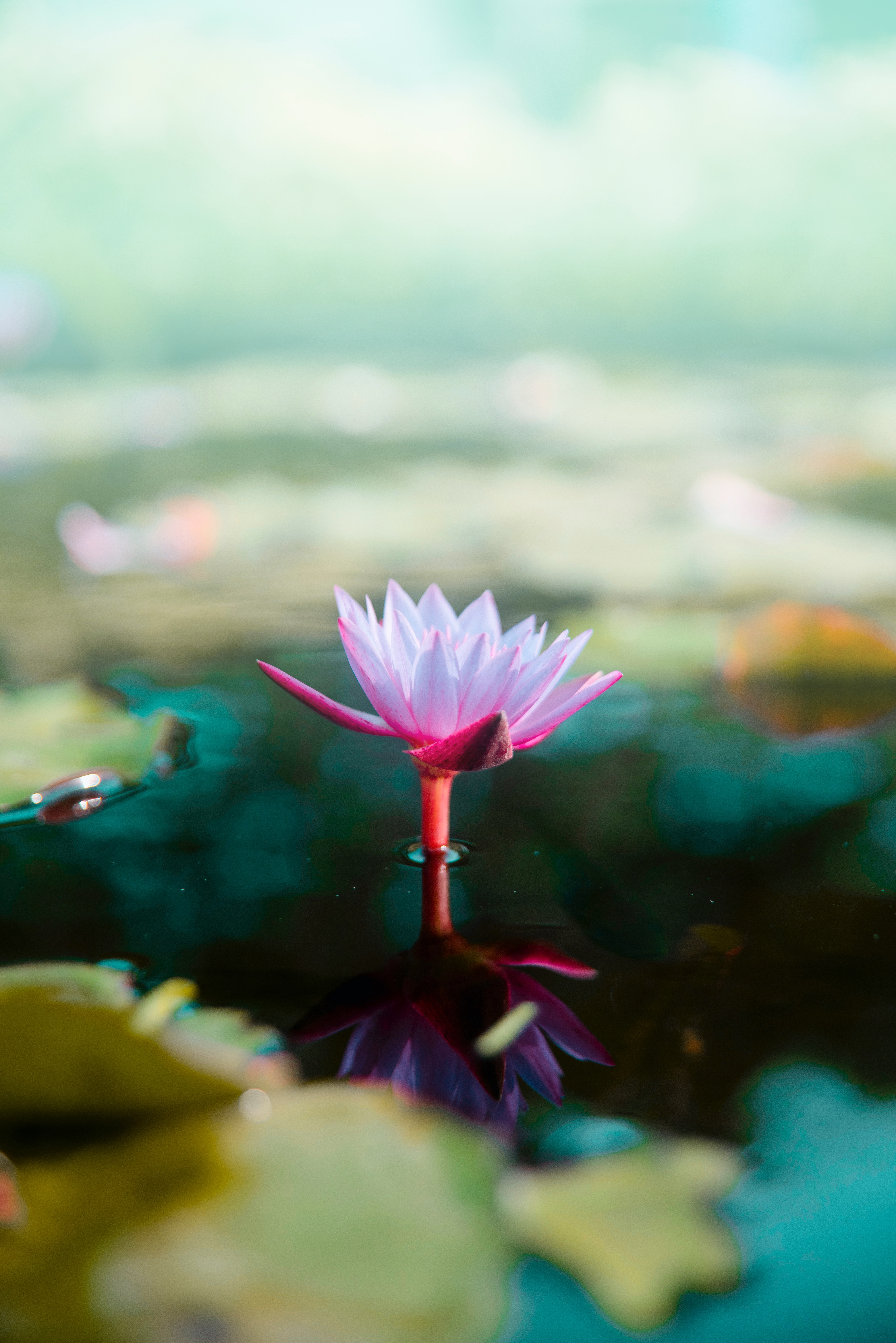 Free download wallpaper Flowers, Pink, Lotus, Flower, Blur, Smooth, Water on your PC desktop