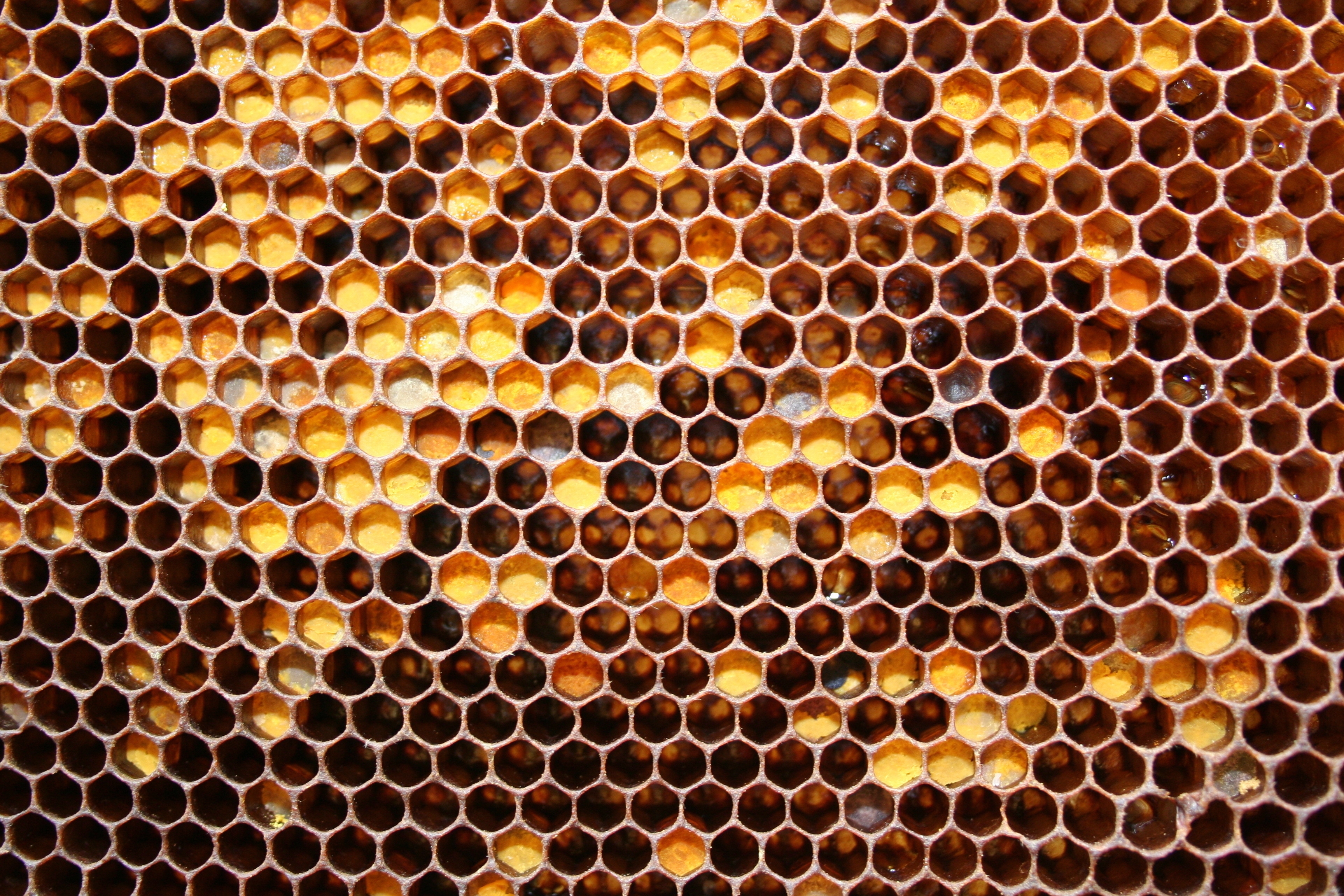 High Definition Honey background