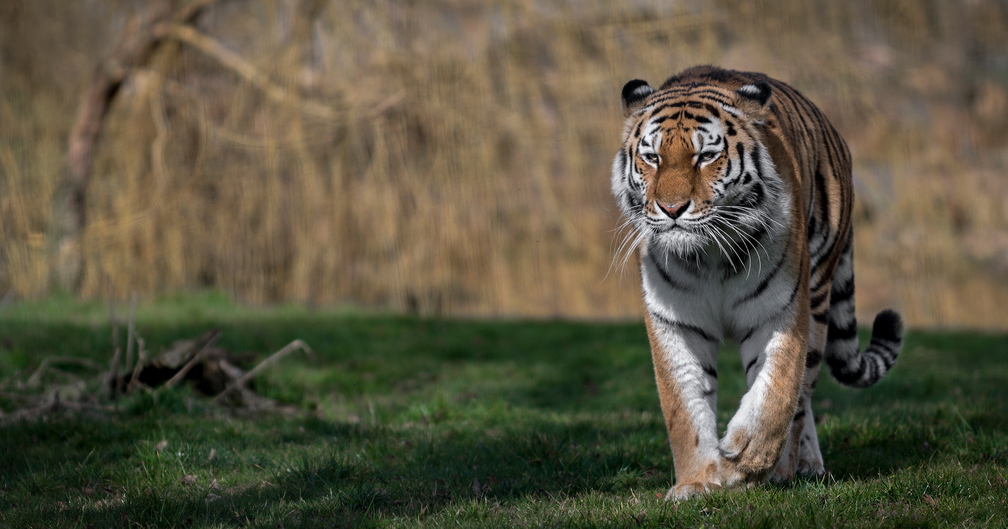 Baixe gratuitamente a imagem Animais, Gatos, Tigre, Profundidade De Campo na área de trabalho do seu PC