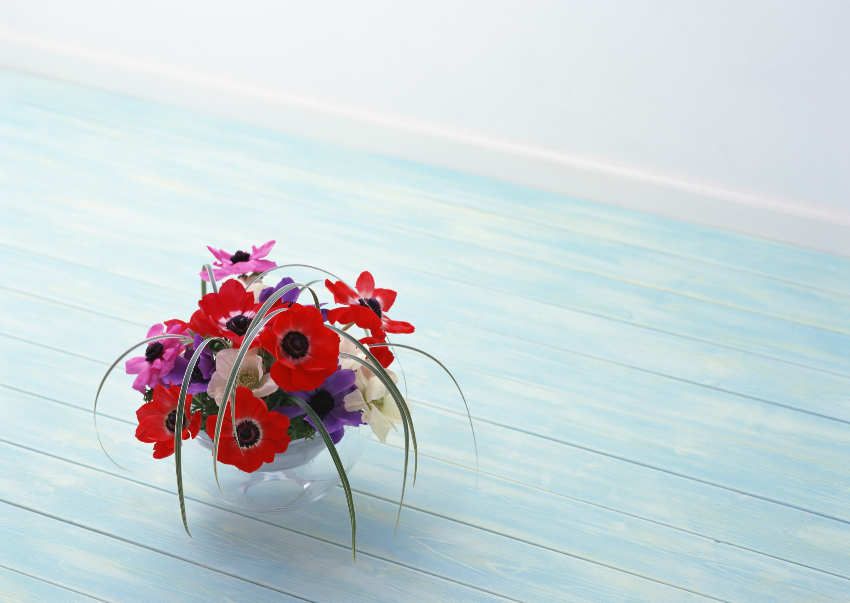 Handy-Wallpaper Blumen, Pflanzen, Still Leben kostenlos herunterladen.