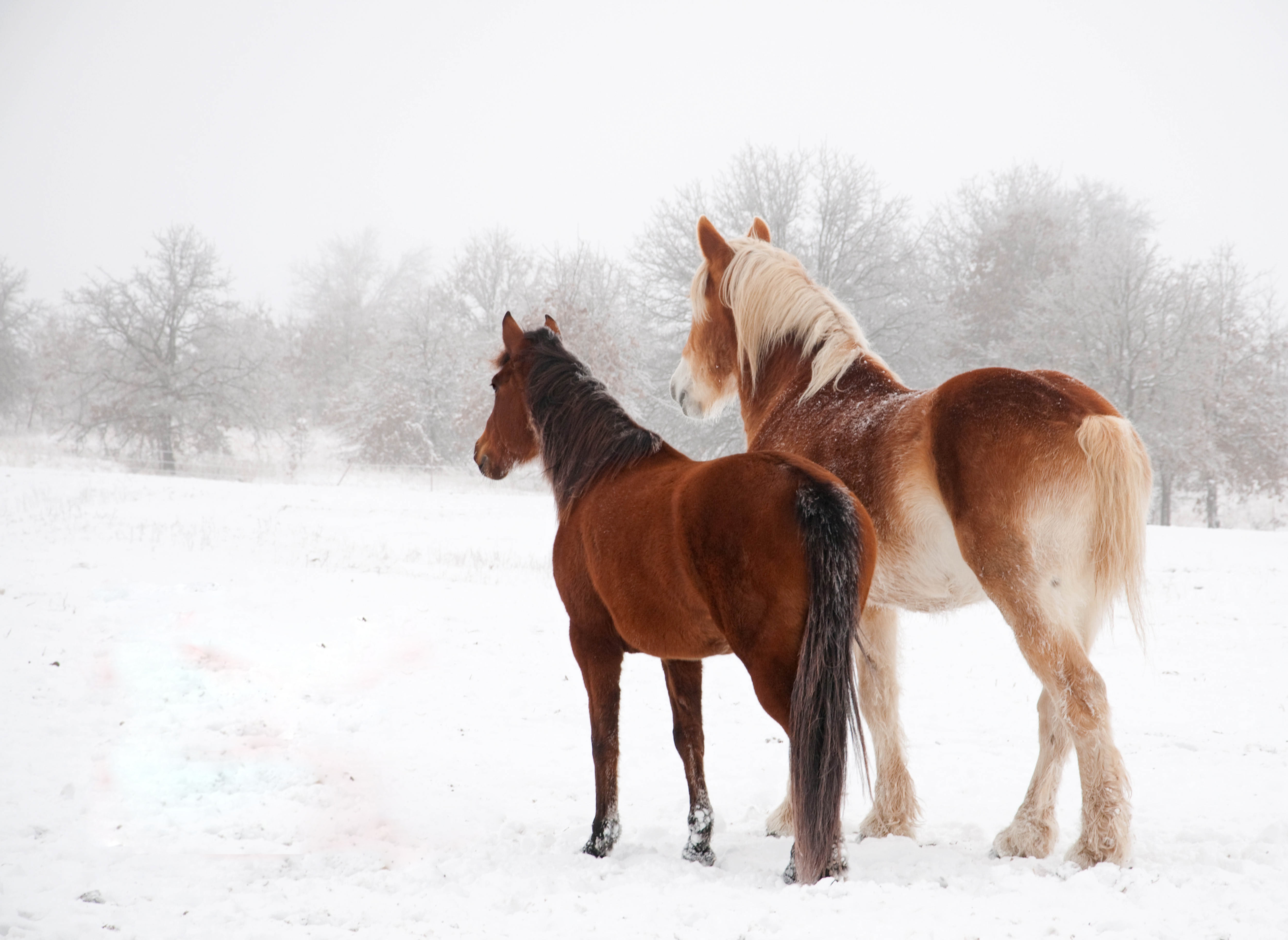animals, winter, horses, snow, couple, pair Free Background