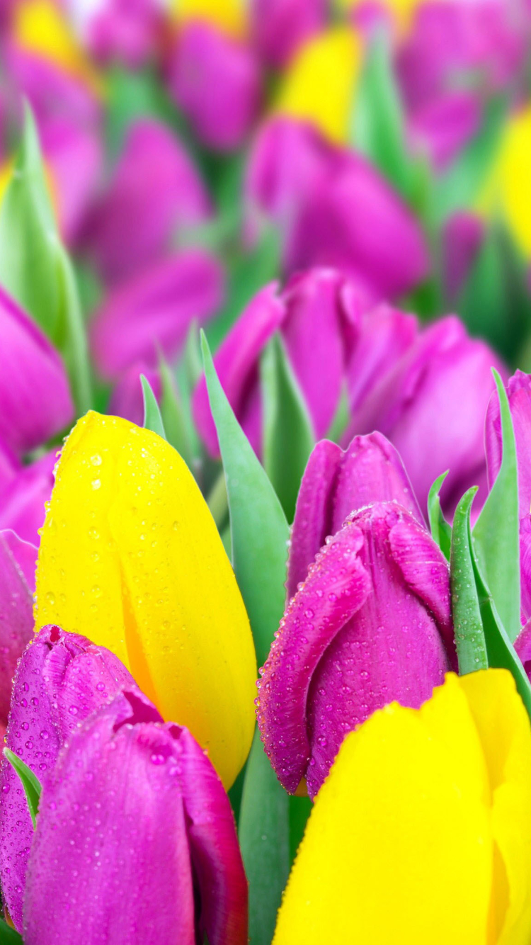 Download mobile wallpaper Flowers, Earth, Tulip for free.