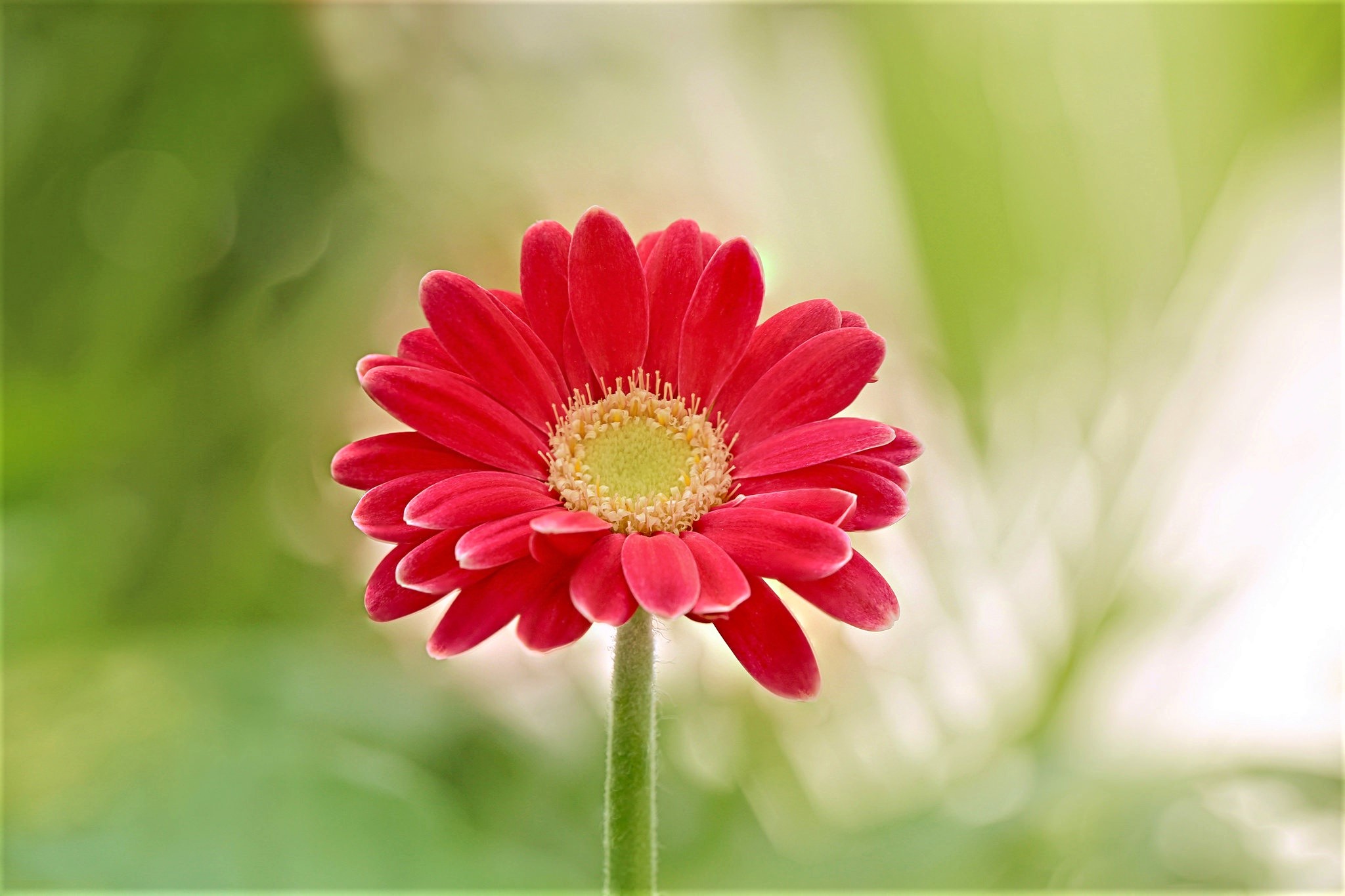 Téléchargez des papiers peints mobile Fleurs, Fleur, Gerbera, Marguerite, Fleur Rouge, Terre/nature gratuitement.