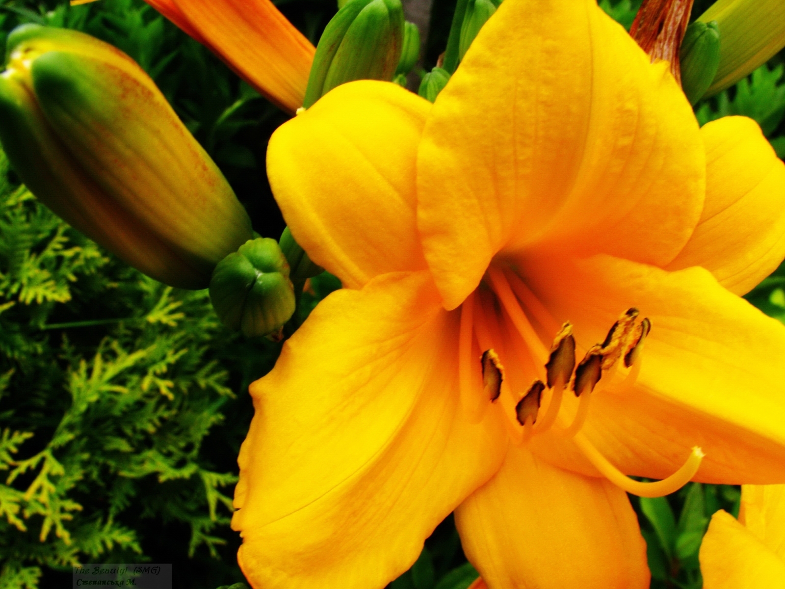 10010 baixar papel de parede plantas, flores, lírios, amarelo - protetores de tela e imagens gratuitamente
