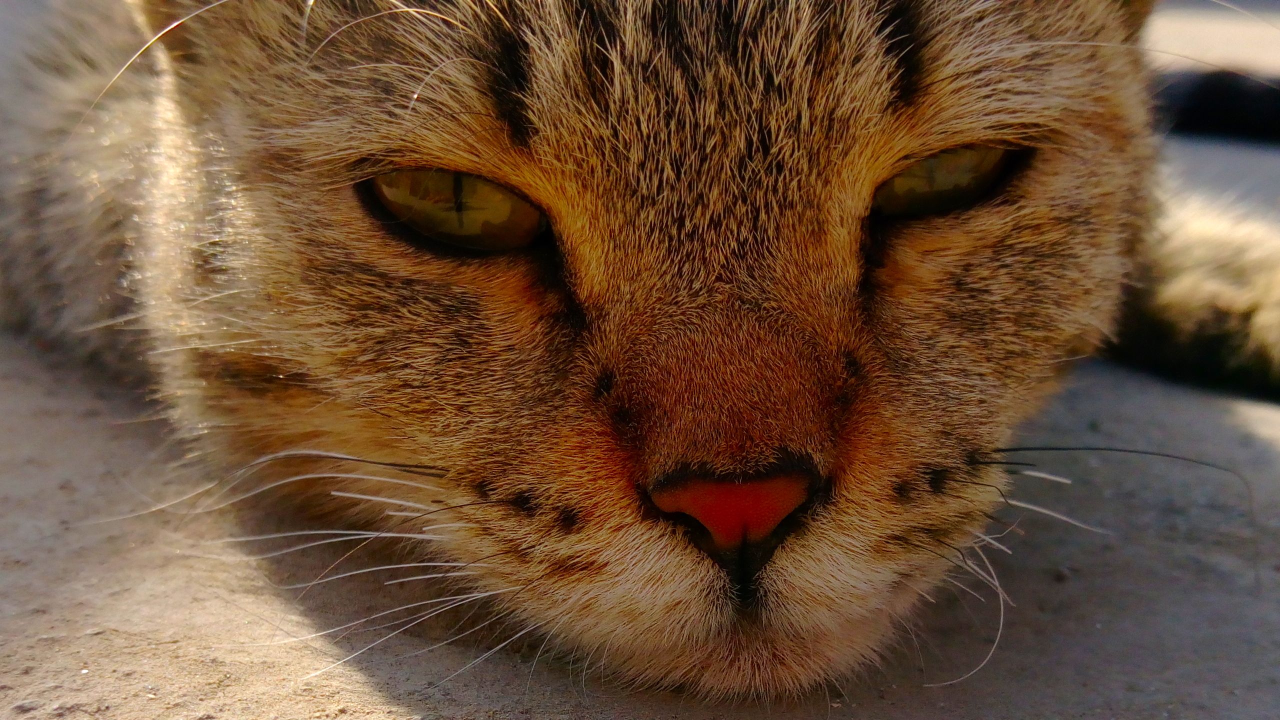 Handy-Wallpaper Tiere, Katzen, Katze kostenlos herunterladen.