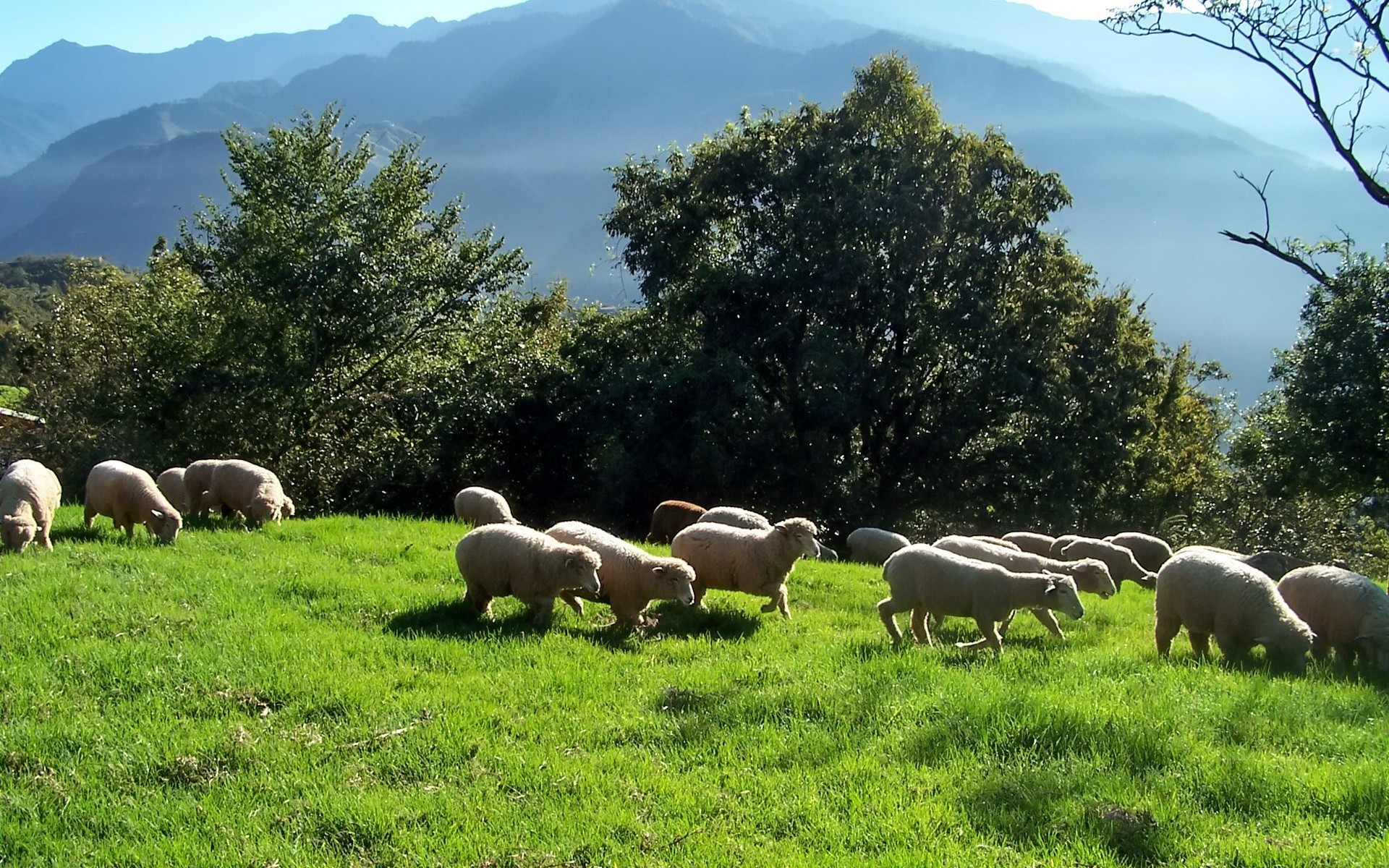 Download mobile wallpaper Mountain, Field, Animal, Sheep for free.