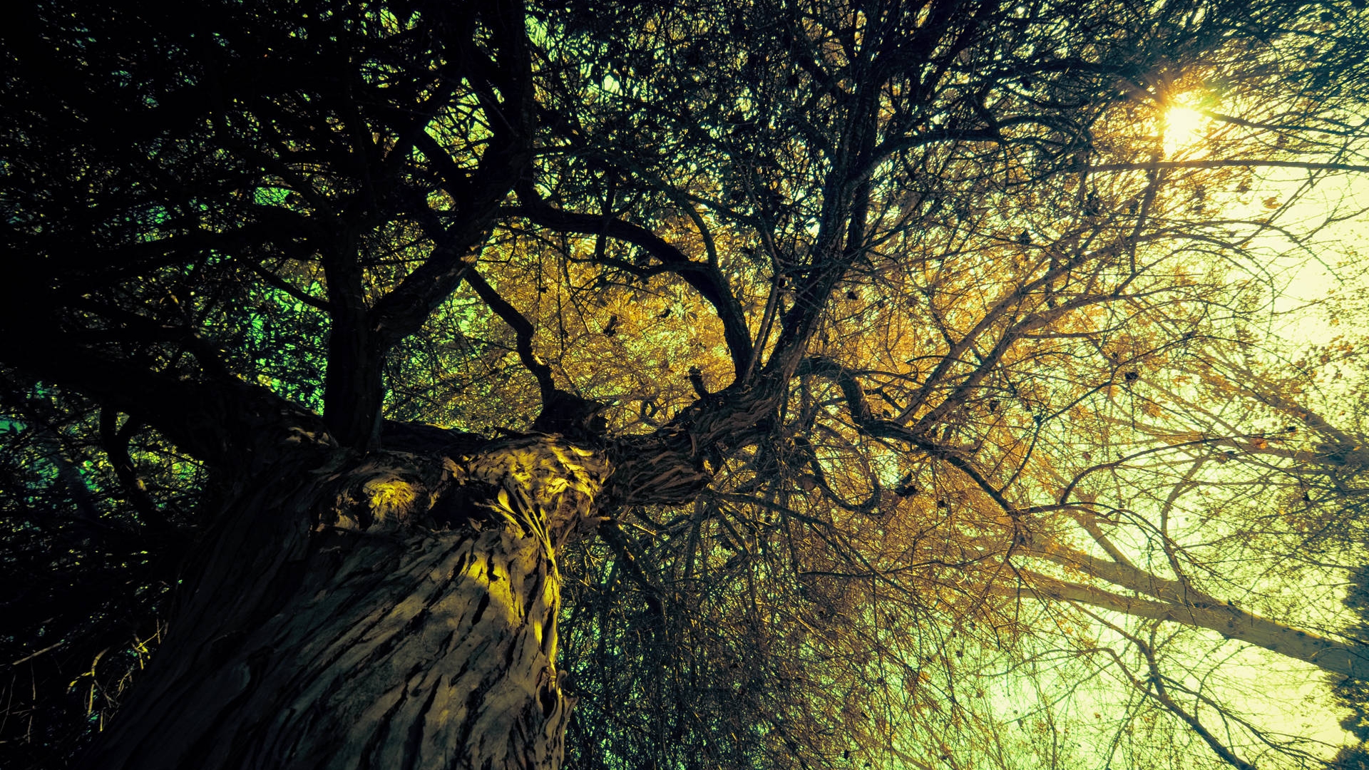 Скачать картинку Дерево, Земля/природа в телефон бесплатно.