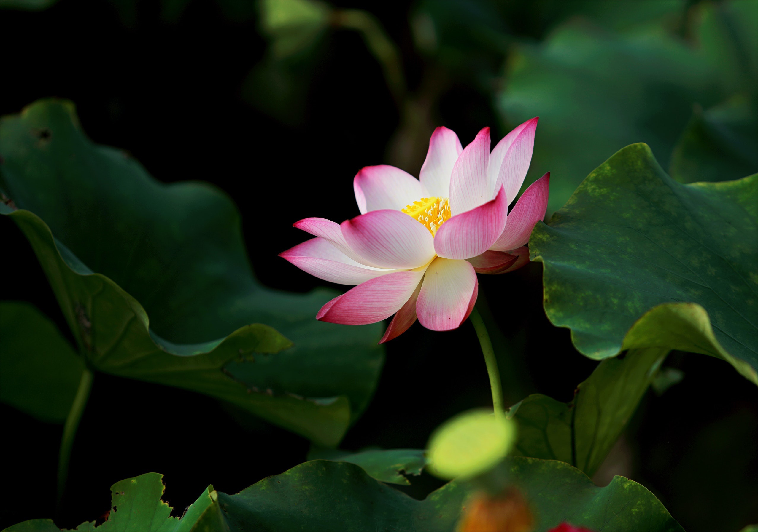 Download mobile wallpaper Flowers, Lotus, Earth, Pink Flower for free.