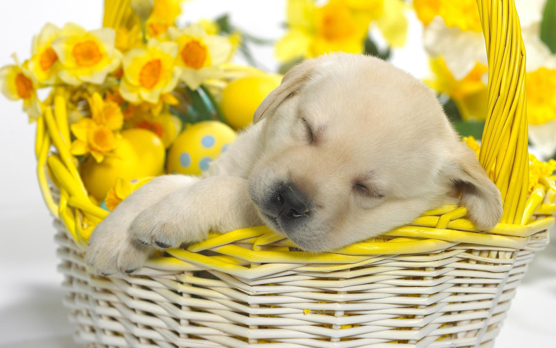 Free download wallpaper Animals, Flowers, Puppy, Sleep, Basket, Easter, Dream on your PC desktop