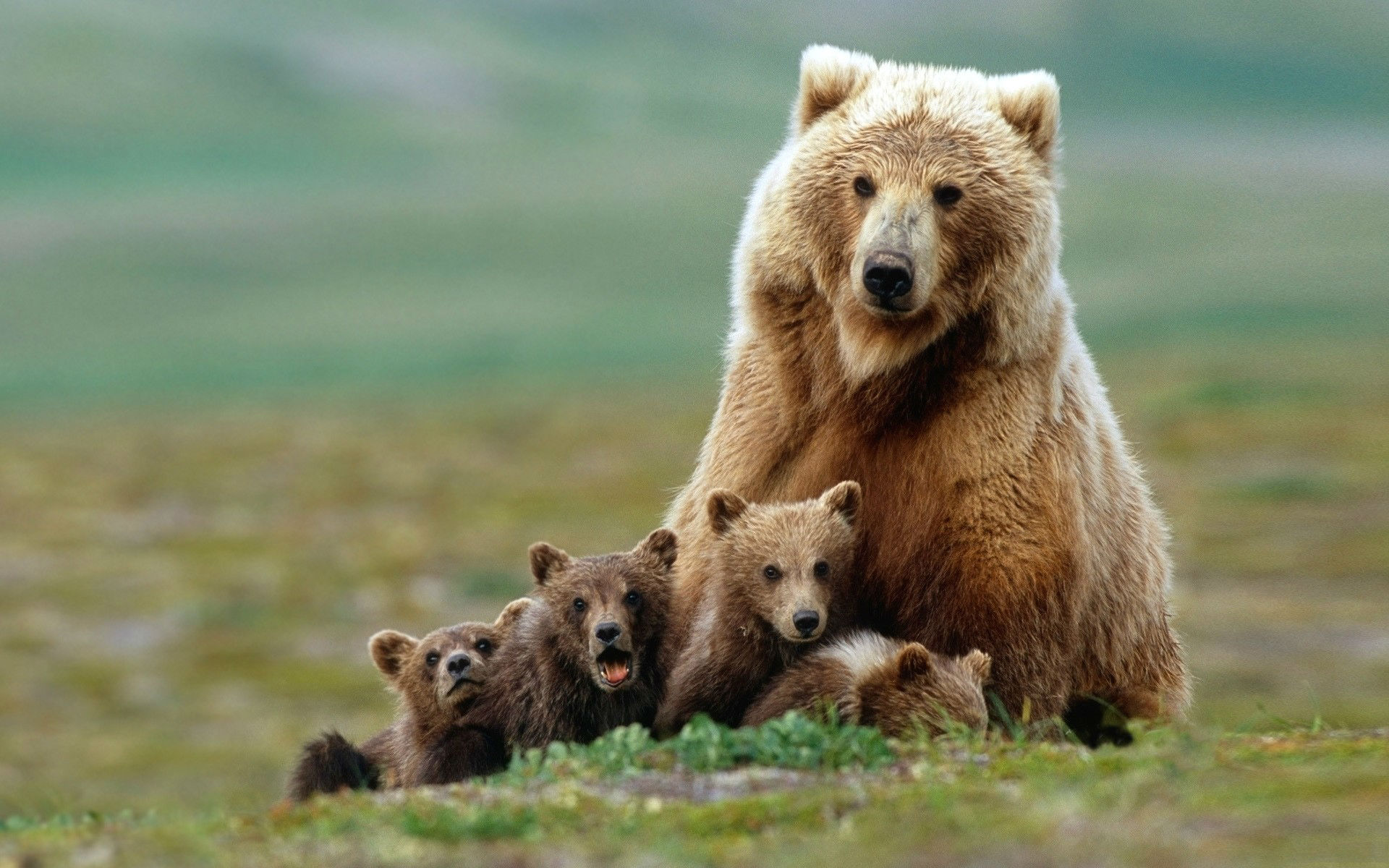 Baixe gratuitamente a imagem Ursos, Urso, Animais na área de trabalho do seu PC