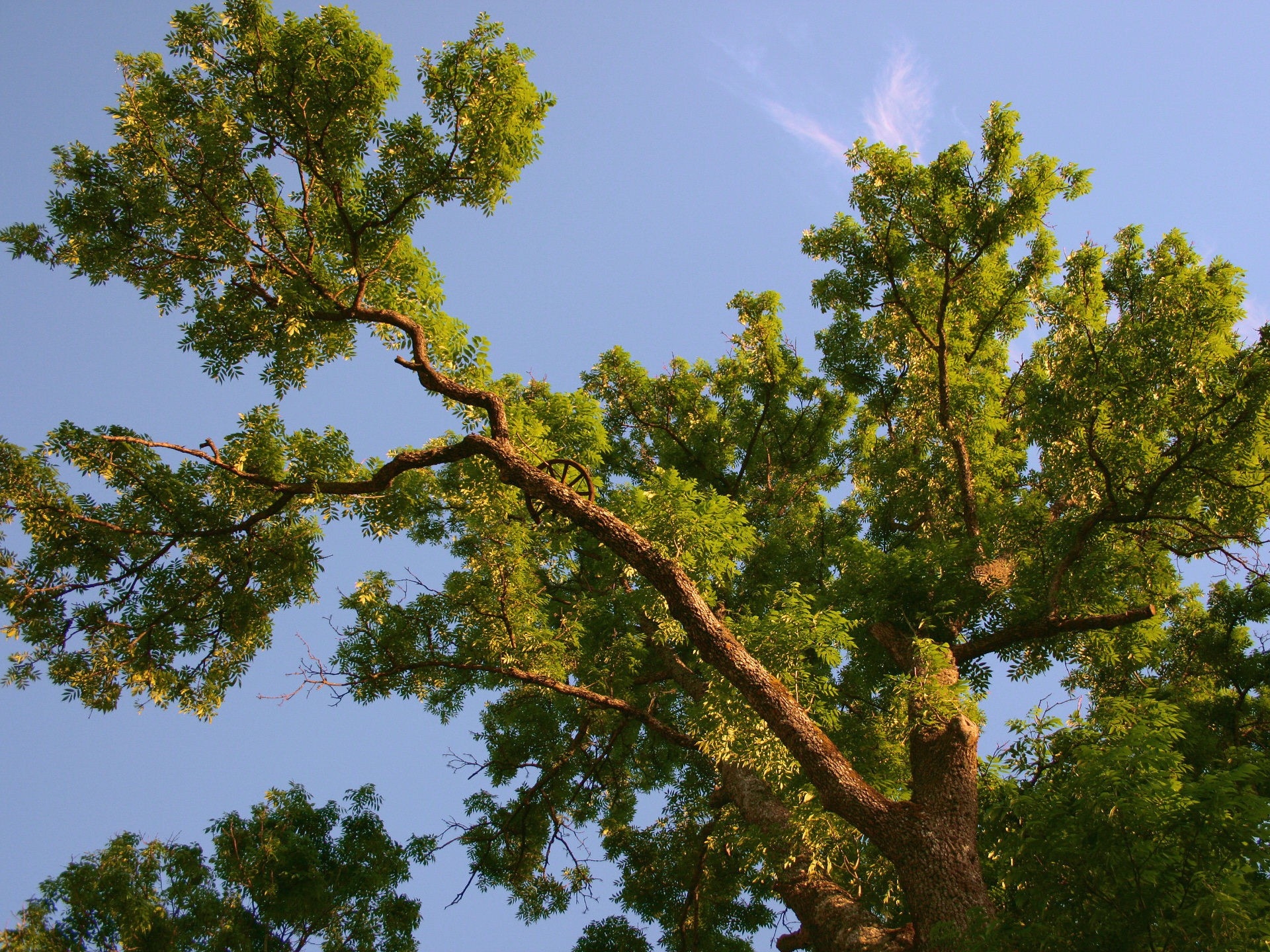 nature, sky, summer, blue, wood, tree, branches, from below, perennial