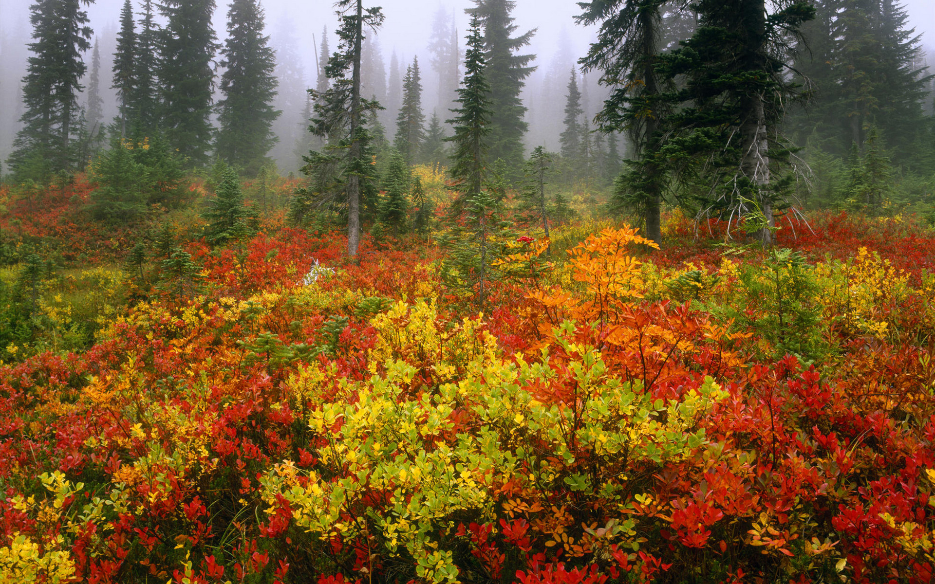 Handy-Wallpaper Wald, Erde/natur kostenlos herunterladen.