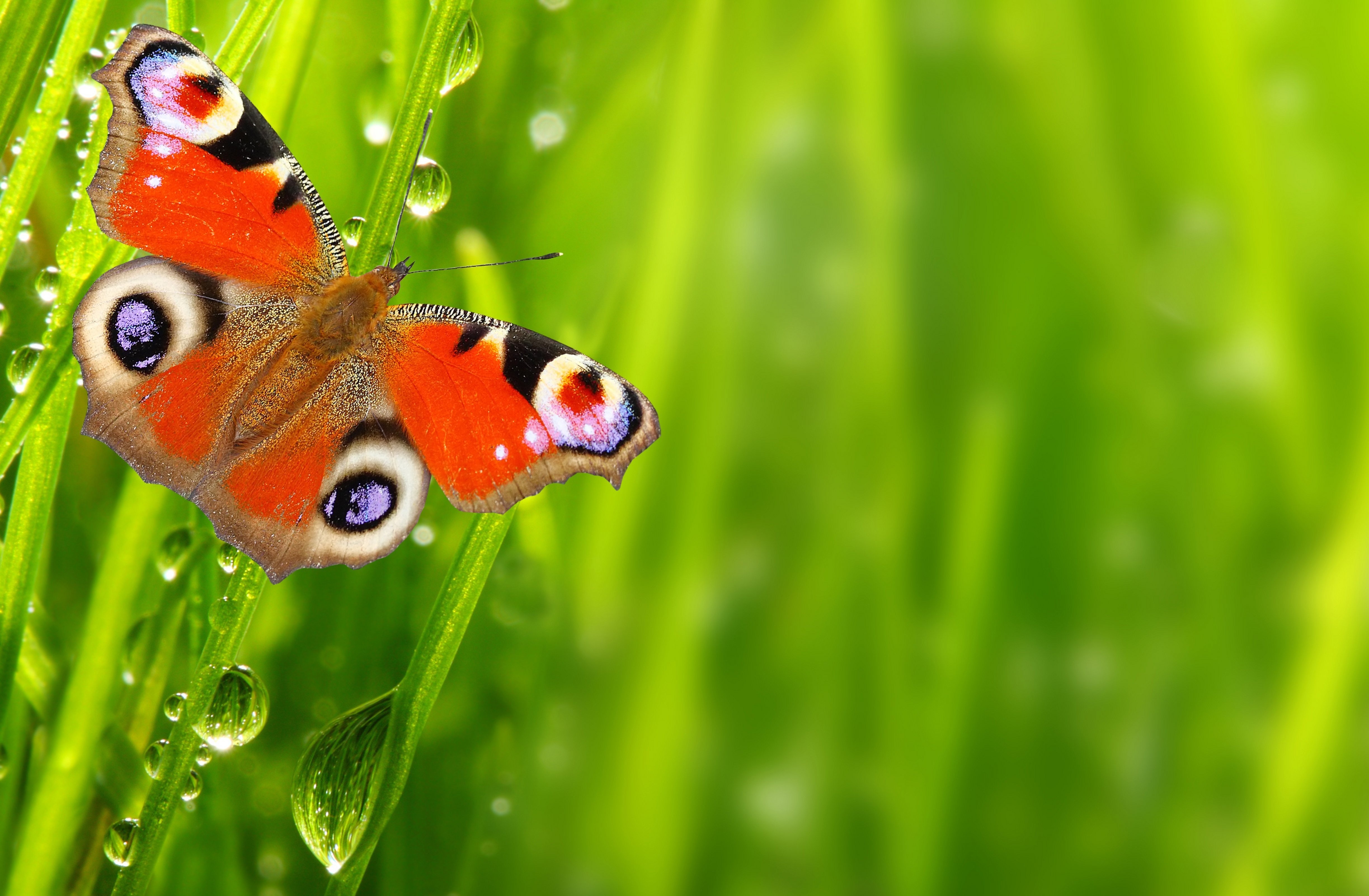 Laden Sie das Tiere, Schmetterlinge, Farben, Tau, Orange Farbe)-Bild kostenlos auf Ihren PC-Desktop herunter