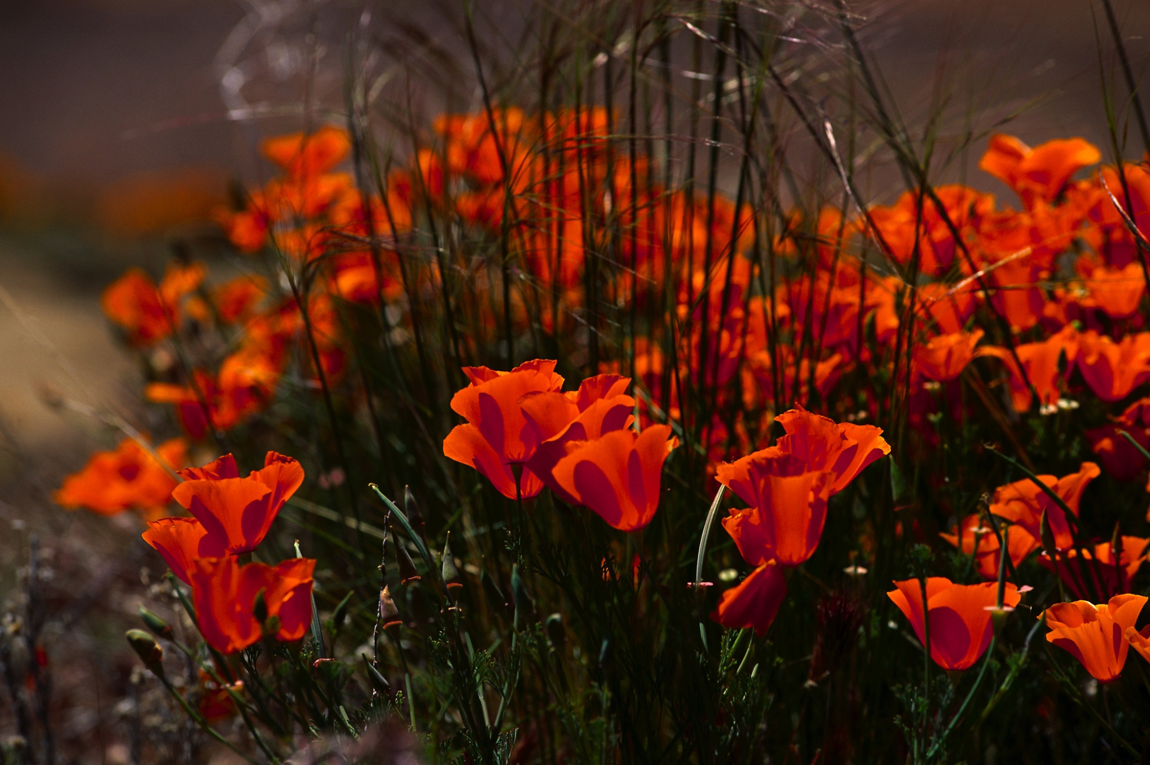 poppies, nature, flowers, grass, field 4K for PC