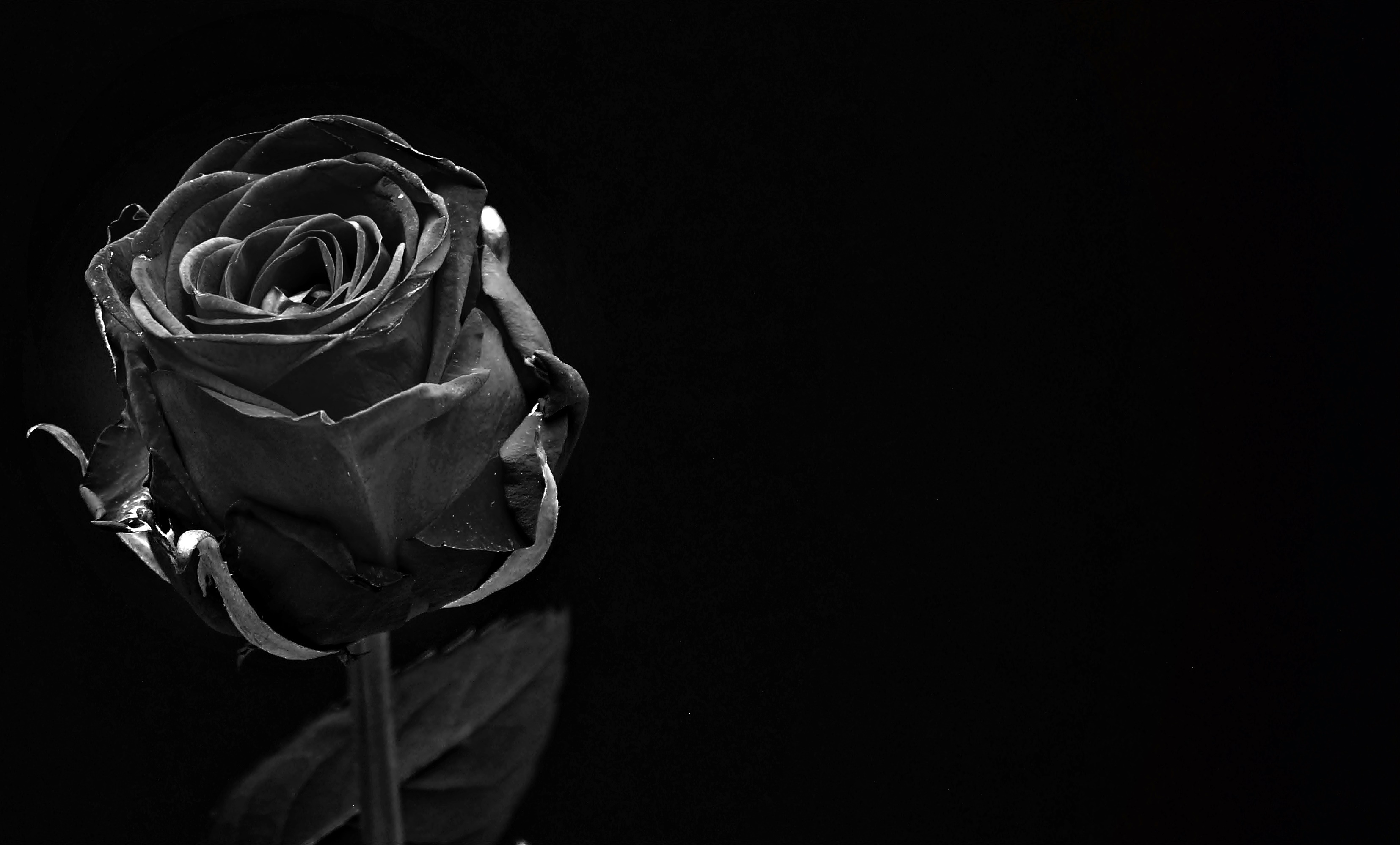 Téléchargez gratuitement l'image Le Noir, P C, Bourgeon, Chb, Une Rose, Sombre, Fleurs, Rose sur le bureau de votre PC