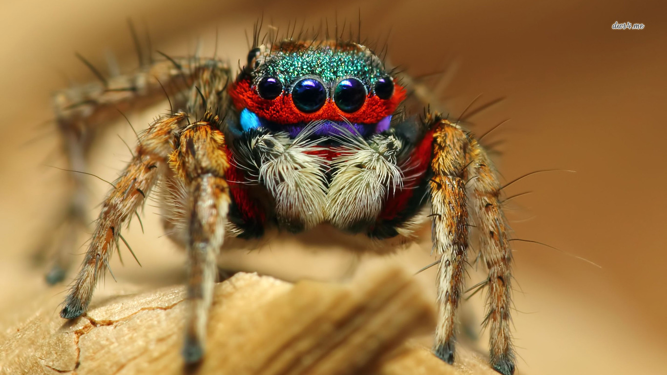 326693 baixar imagens animais, aranha, aranha saltadora - papéis de parede e protetores de tela gratuitamente