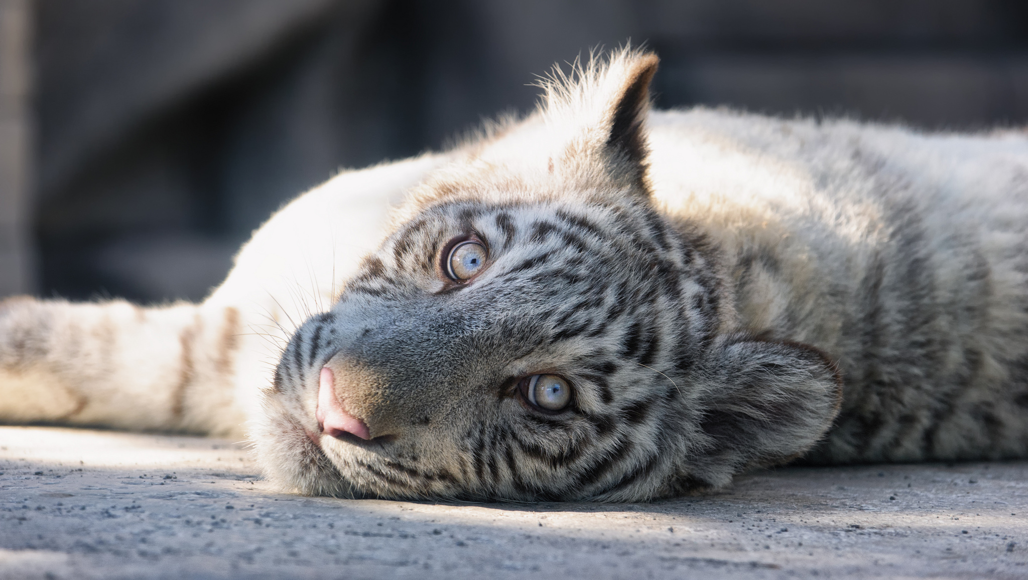 Download mobile wallpaper Cats, Tiger, Animal, White Tiger, Lying Down for free.